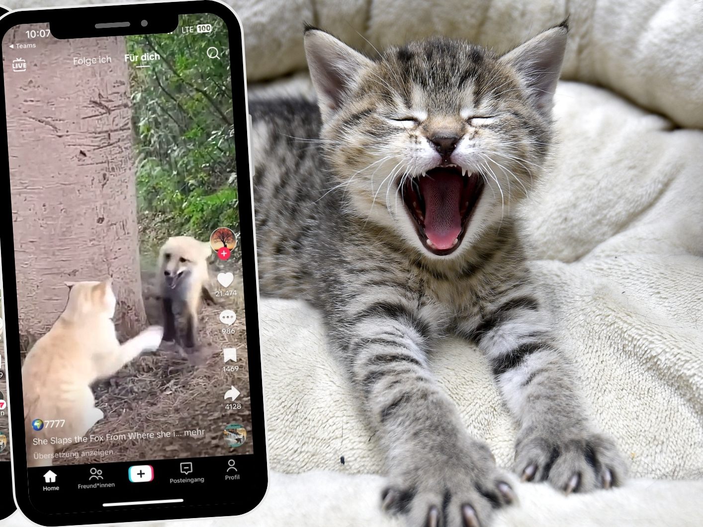 APA , @helen7777helen / TikTok , Canva (Symbolbild)