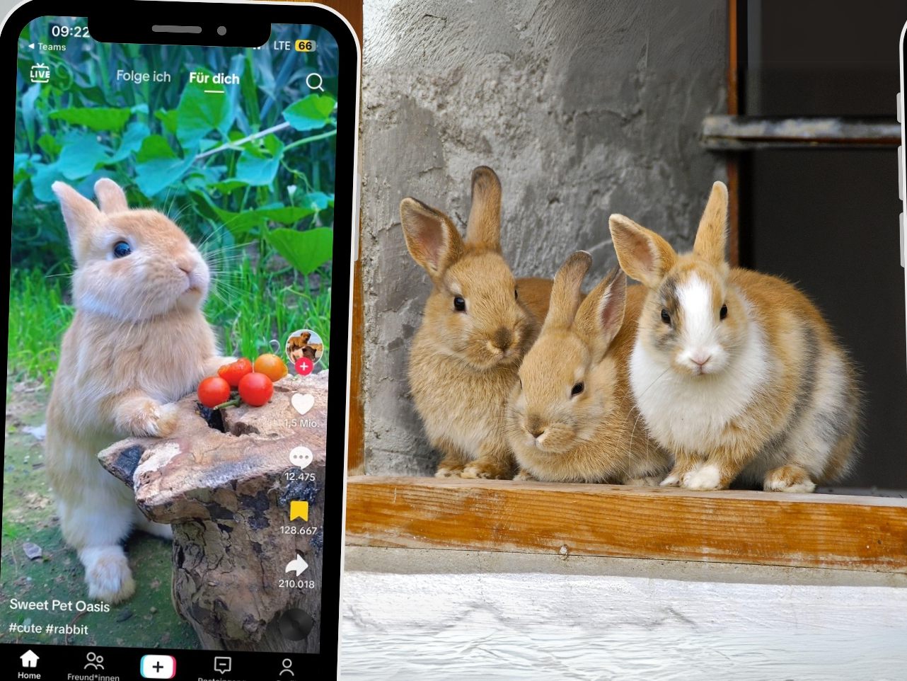 Canva (Symbolbild); @goldensun_pet/TikTok Canva (Symbolbild); @goldensun_pet/TikTok