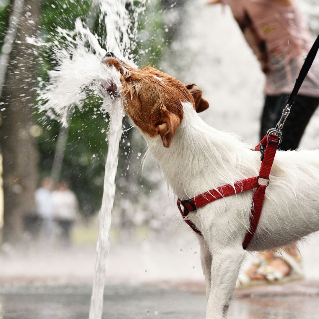 Diese Hitze-Tipps sollten Haustier-Besitzer kennen.
