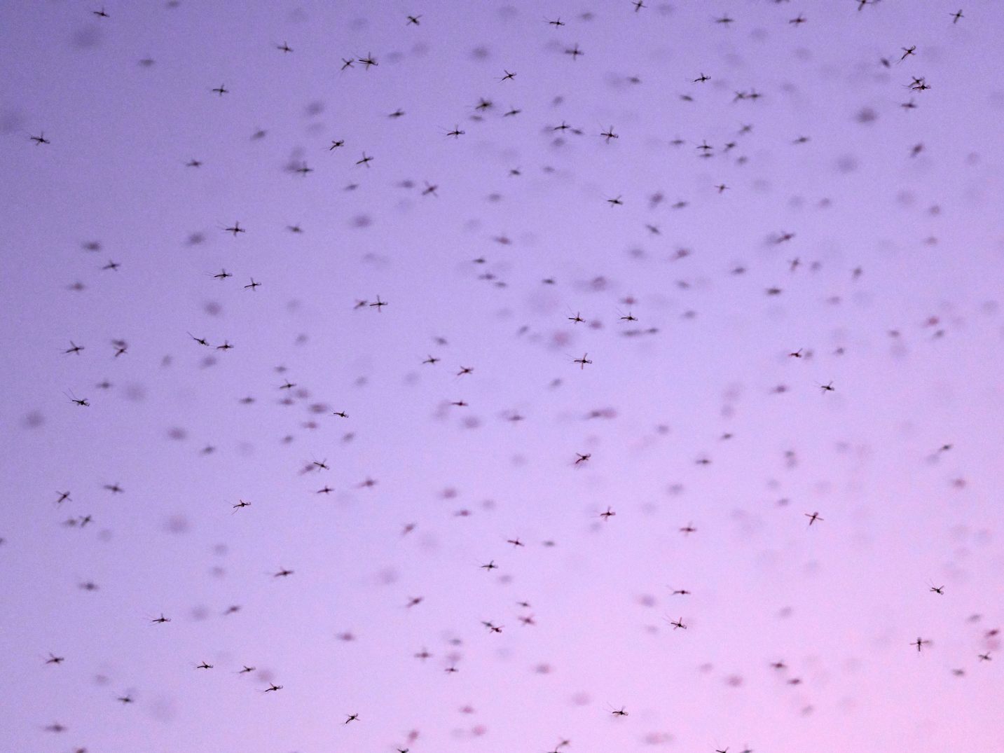 Zeugen des Ereignisses berichteten, dass die Menschen nur teilweise erschrocken waren, als sie bemerkten, dass es sich um Libellen und nicht um Heuschrecken handelte. (Symbolfoto)
