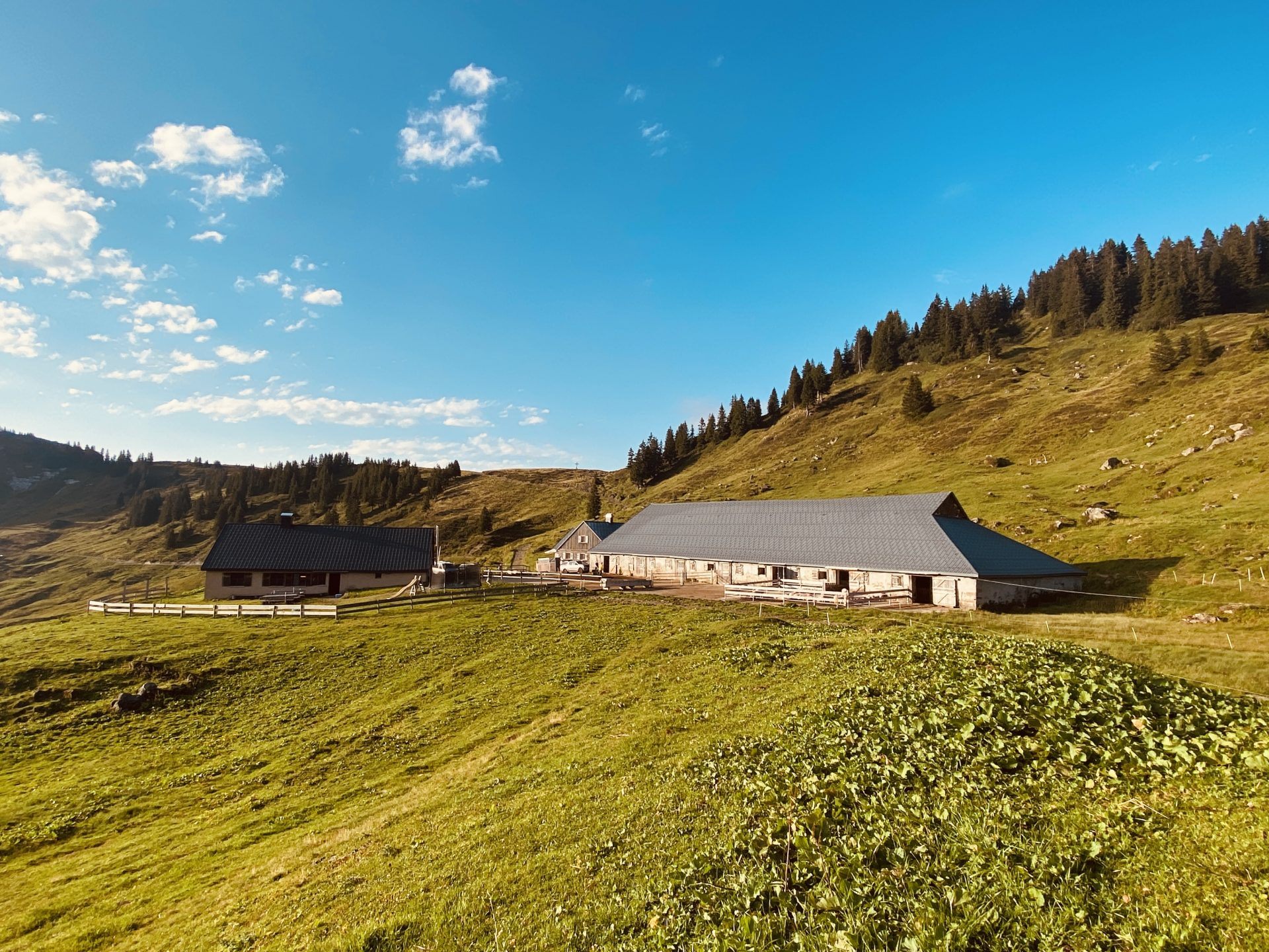 Willkommen beim Alpfest auf der Alpe Gävis im Laternsertal am kommenden Sonntag.
