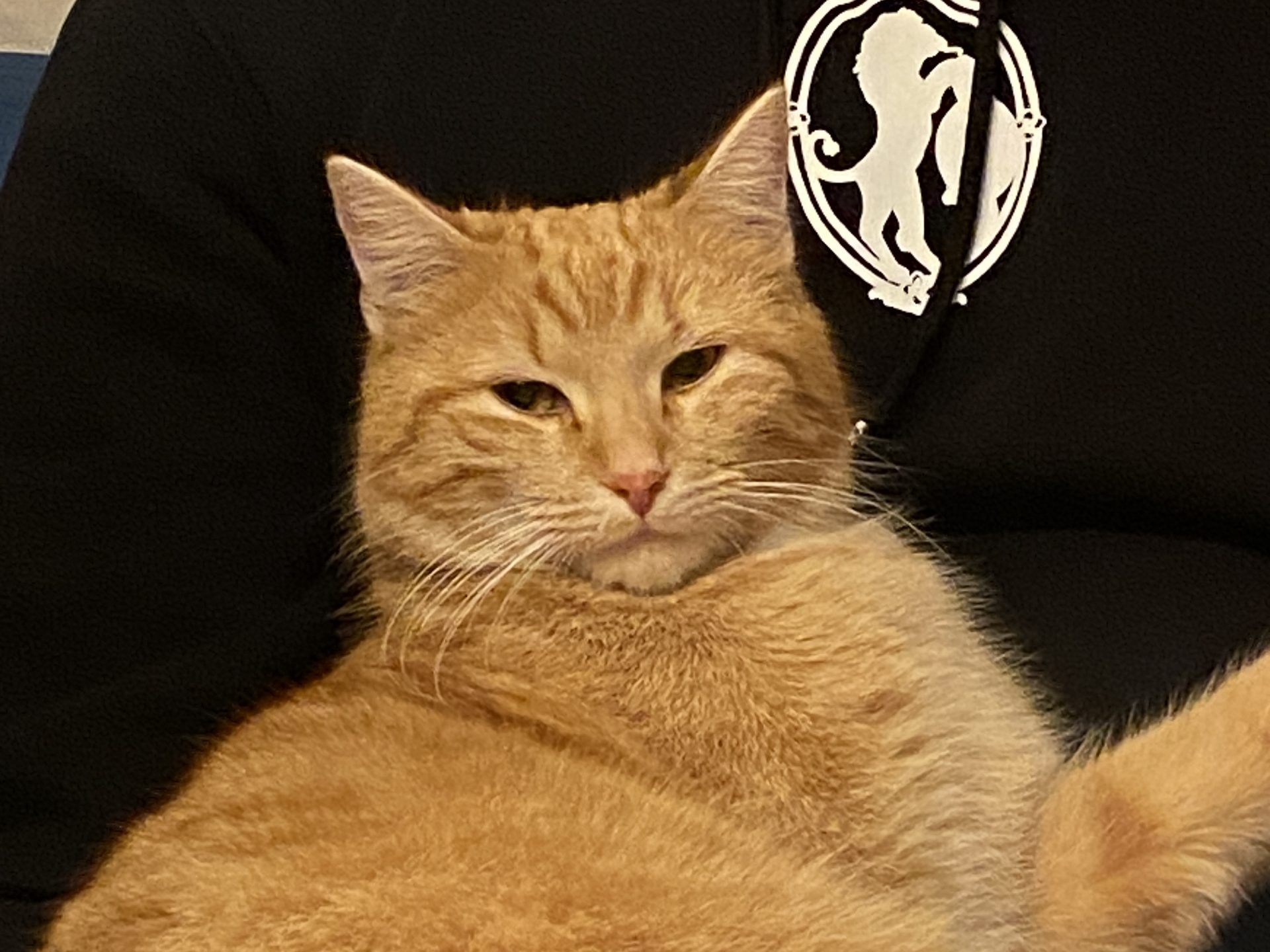 Kater Sami wird vermisst.