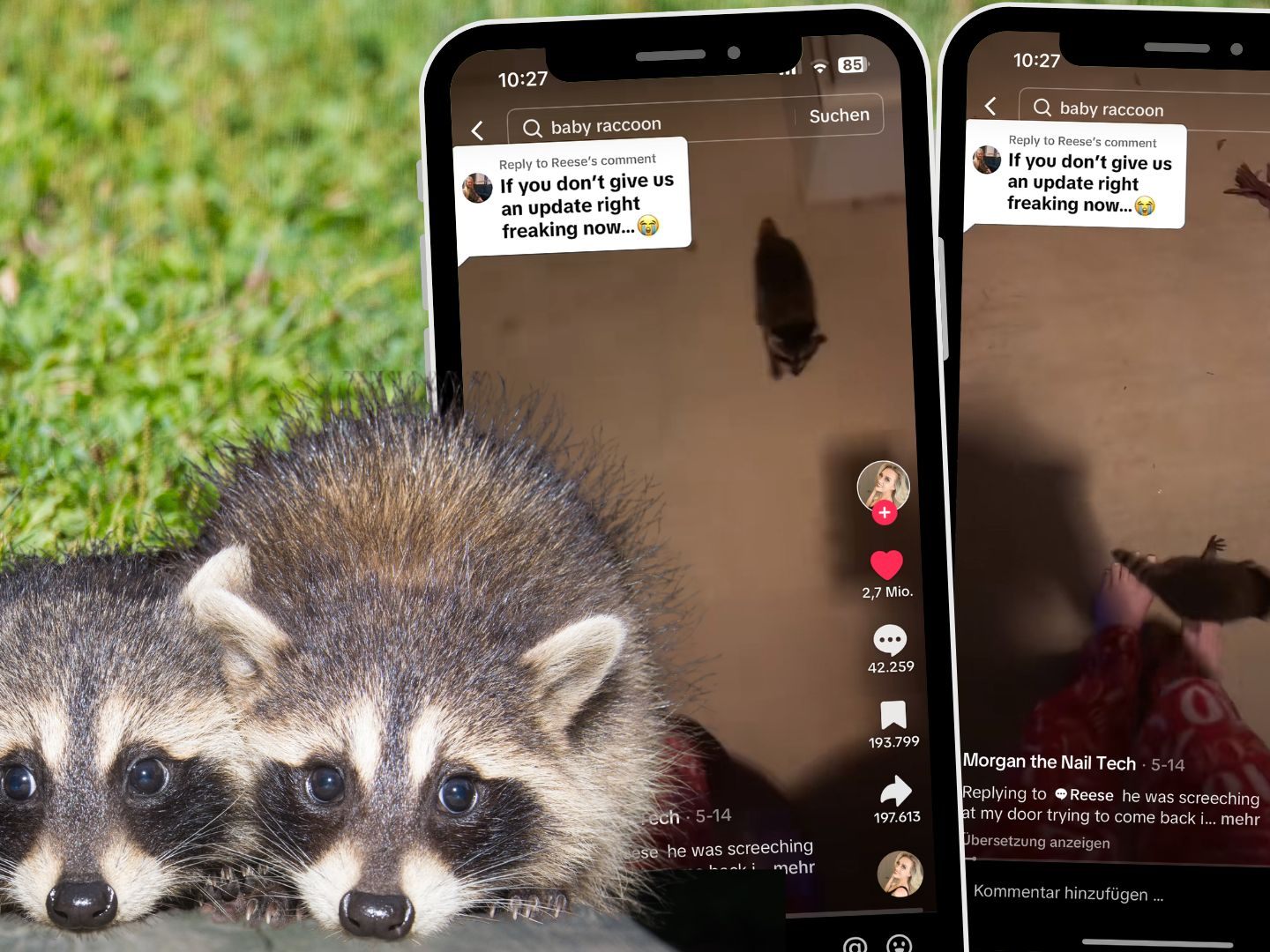 Waschbär sorgt für Chaos