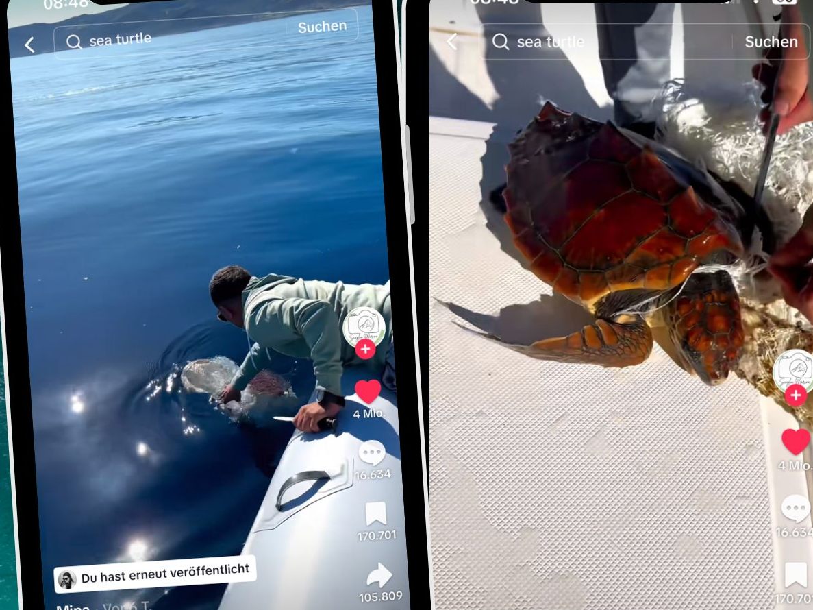 Schildkrötenrettung aus Netz Schildkrötenrettung aus Netz