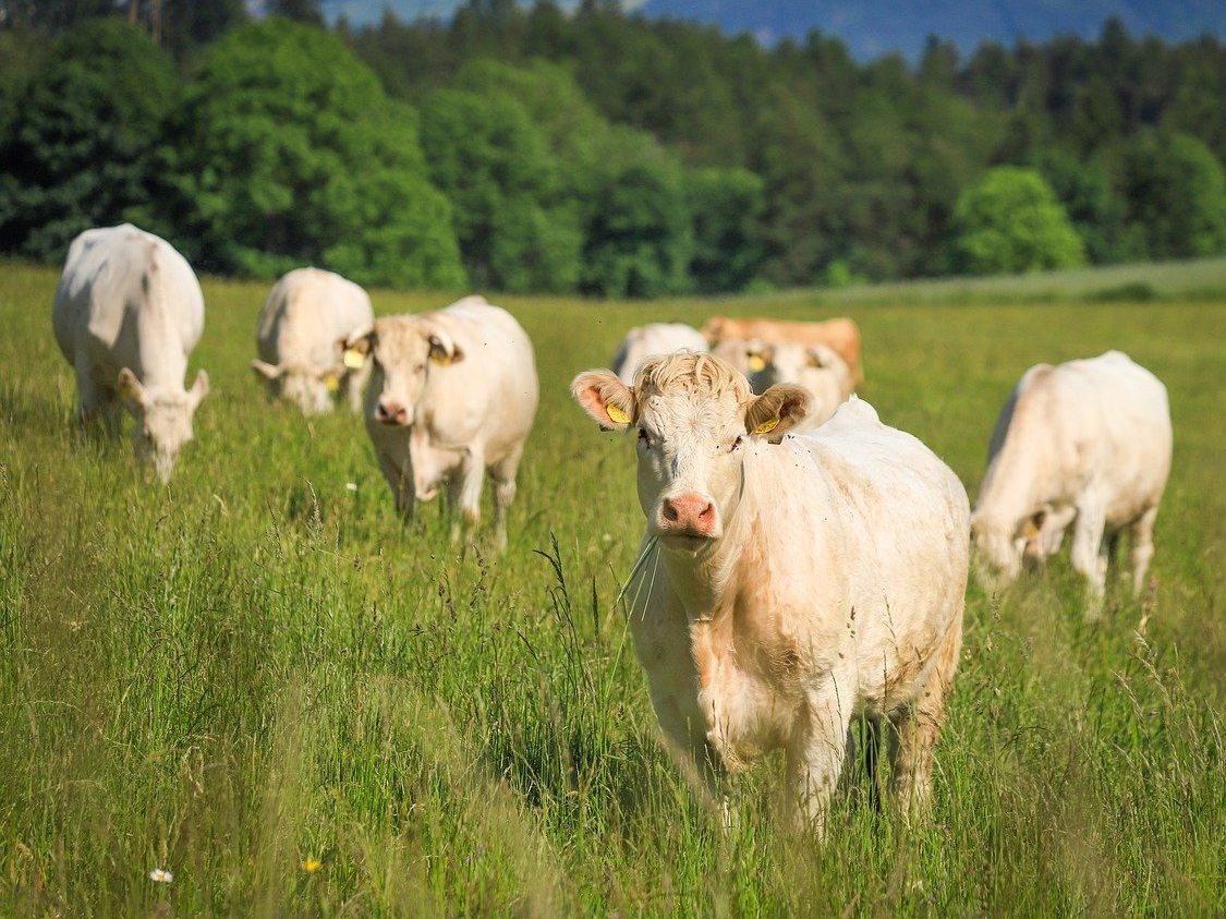 Die Bio-Förderung soll um 30 Mio. Euro aufgestockt werden.