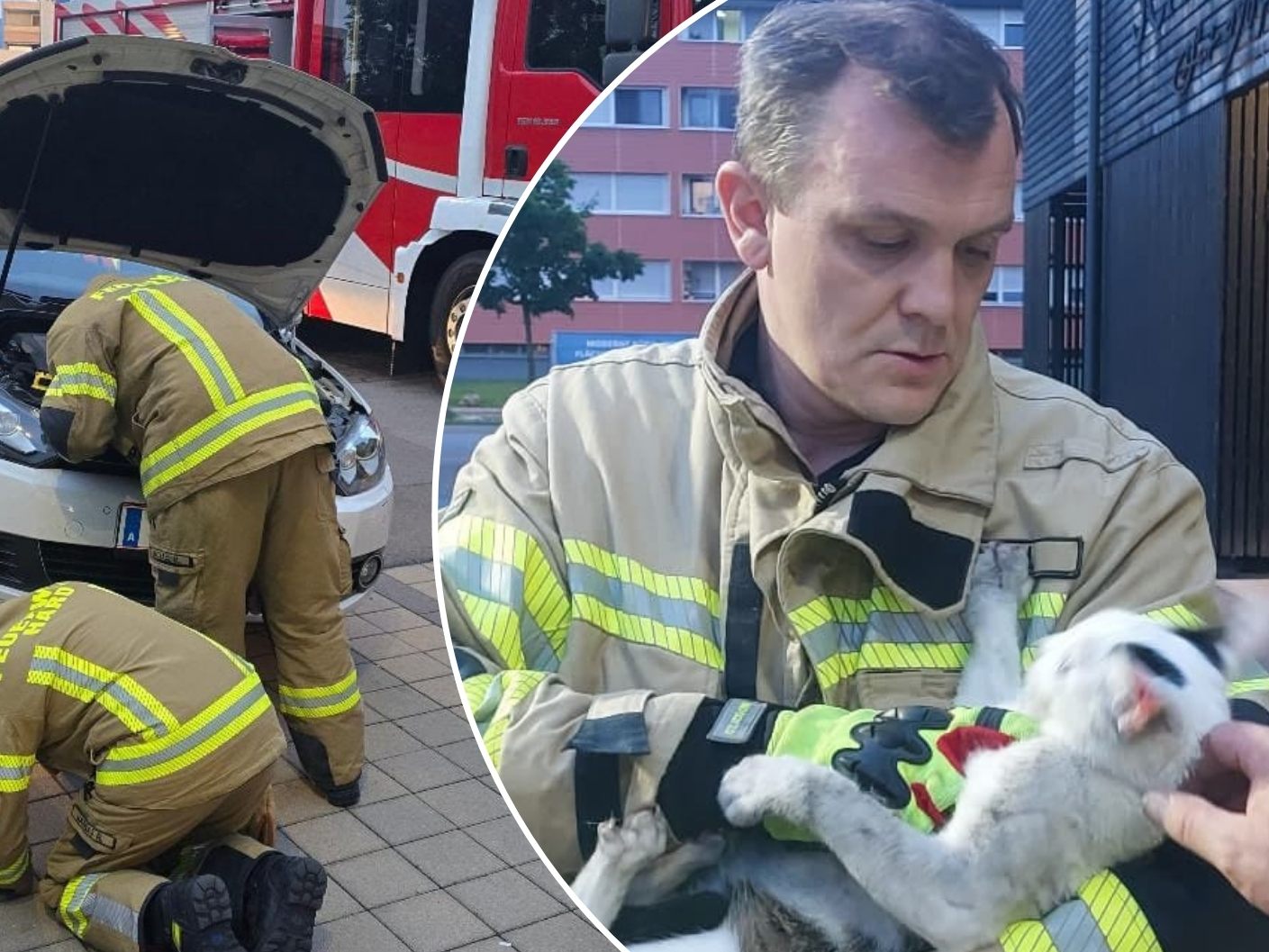 Die Feuerwehr Hard rettete eine Katze aus dem Motorraum eines Pkw.