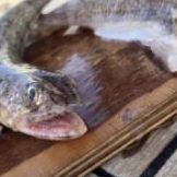 Was ist das für ein Fisch?