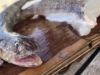 Was ist das für ein Fisch?