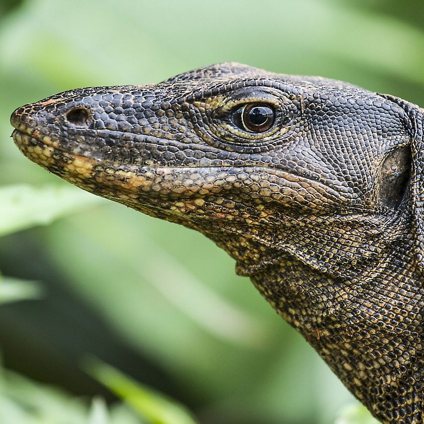 Ein Waran löste einen Feuerwehreinsatz in St. Pölten aus.