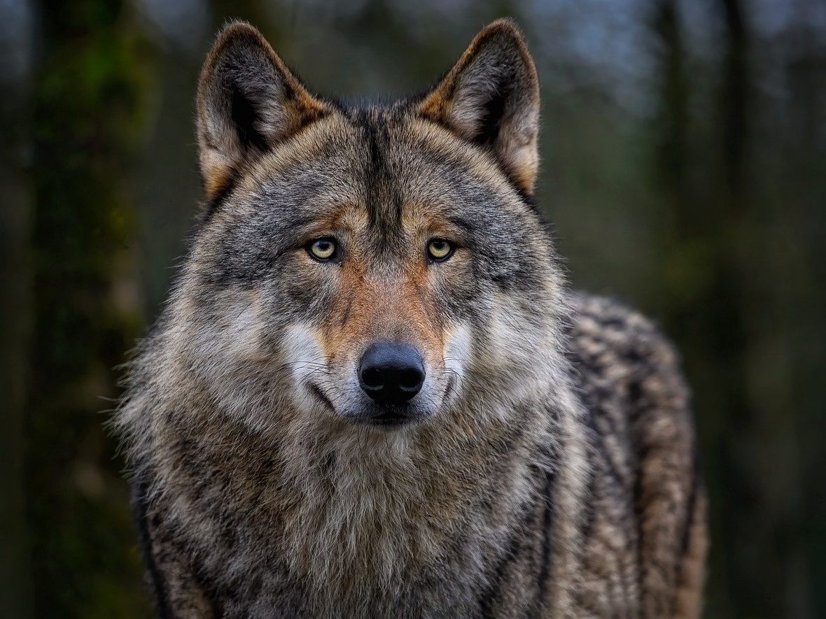Tierschützer gehen gegen jüngste Abschussverordnungen für Wölfe vor. Tierschützer gehen gegen jüngste Abschussverordnungen für Wölfe vor.