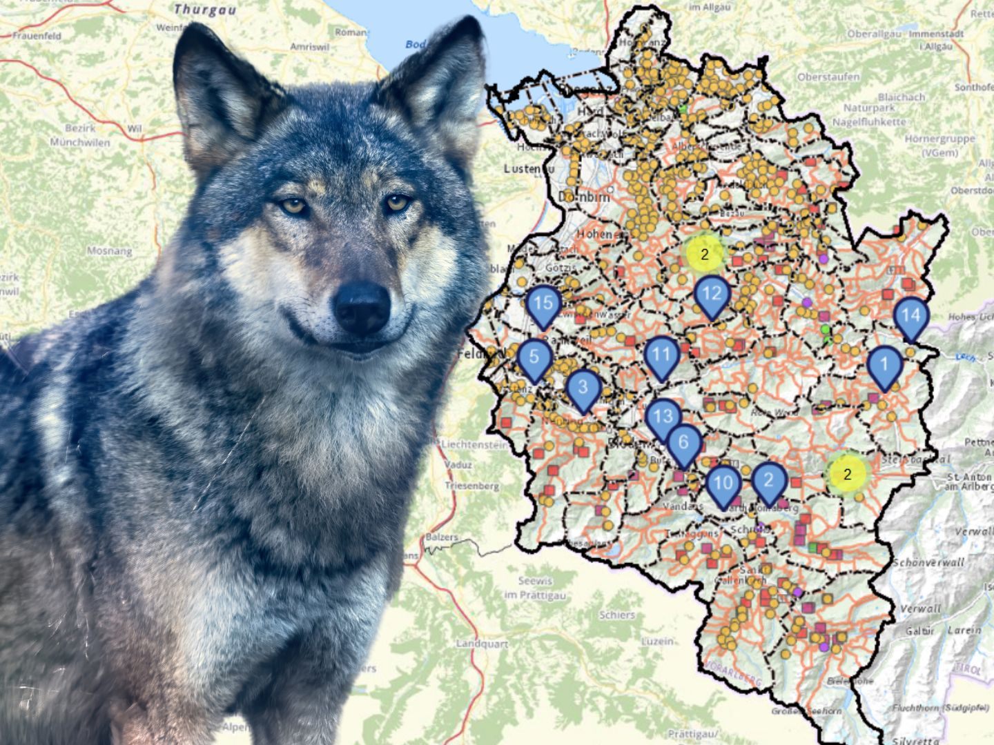Aktuelle Wolfsnachweise