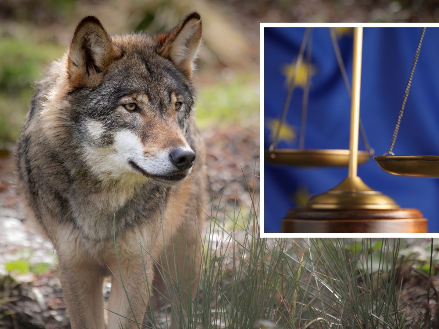 Ausnahme nur möglich, wenn die Wolfspopulation in gutem Zustand ist Ausnahme nur möglich, wenn die Wolfspopulation in gutem Zustand ist