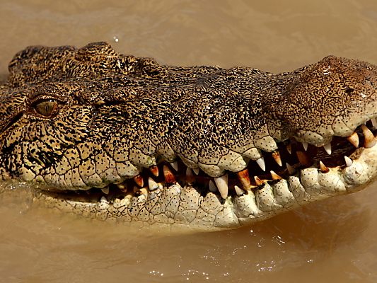 Noch ist nicht geklärt, wen das Krokodil gefressen hat (Symbolbild)