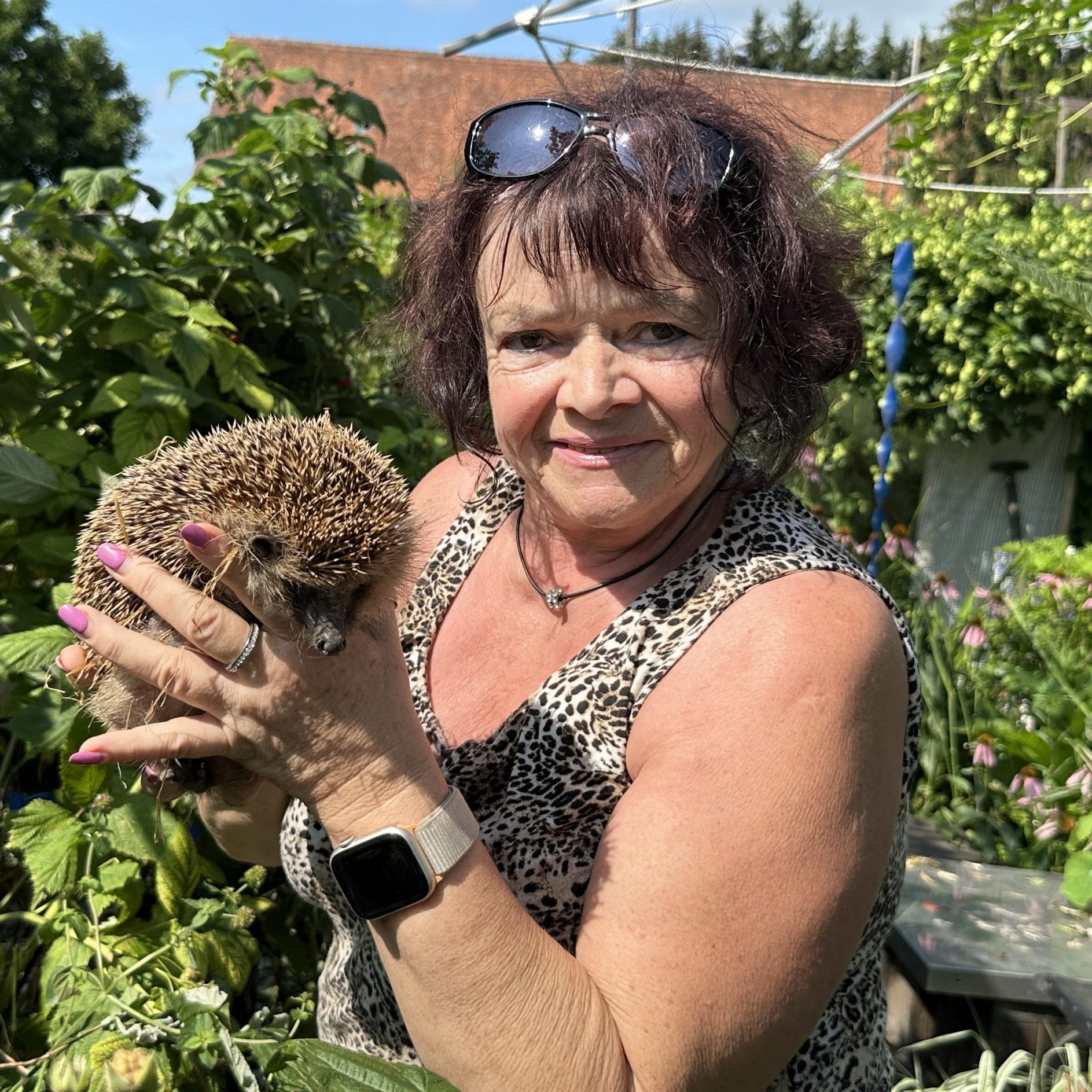 Adele Dornig von den Igelfreunden Hörbranz mit Igeldame Valentina. Ein neues Quartier muss her.
