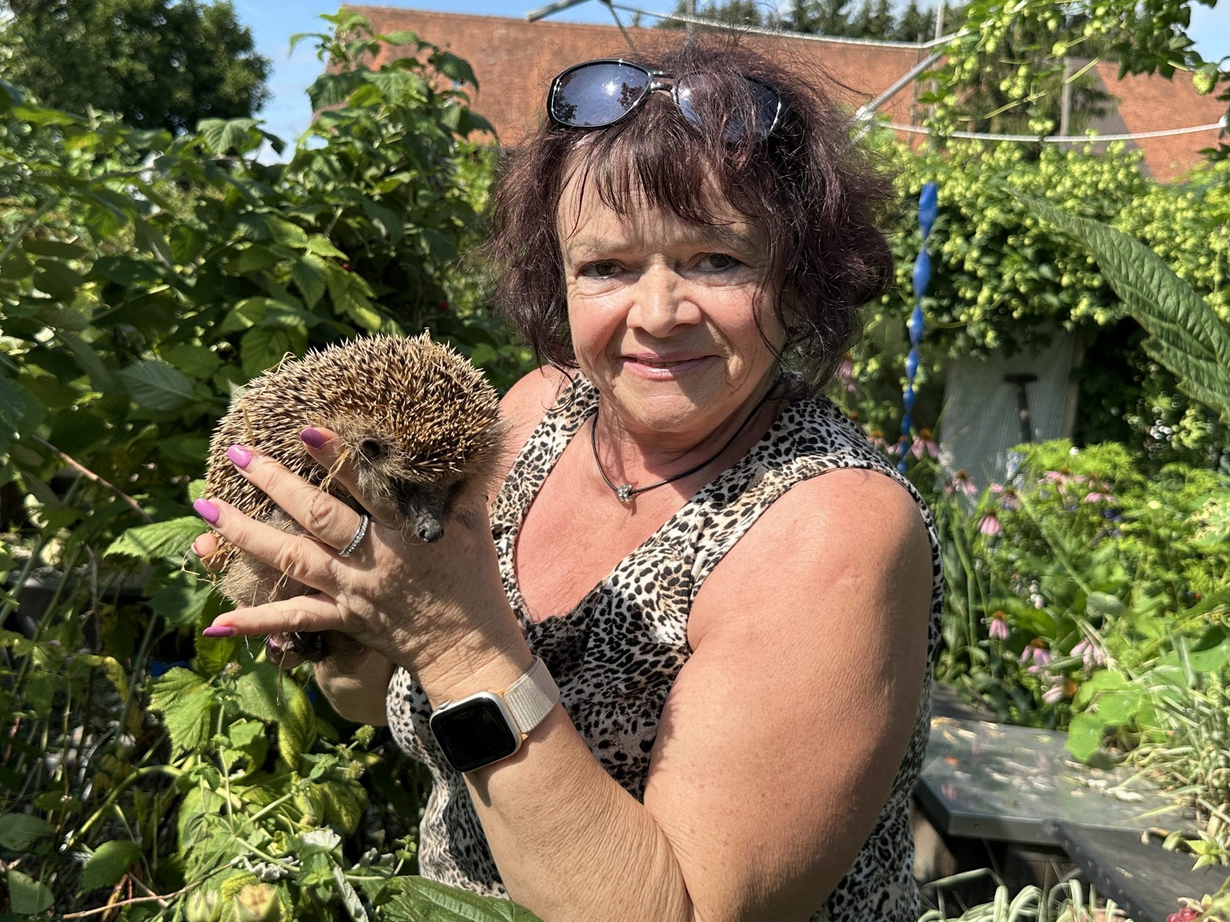 Adele Dornig von den Igelfreunden Hörbranz mit Igeldame Valentina. Ein neues Quartier muss her.