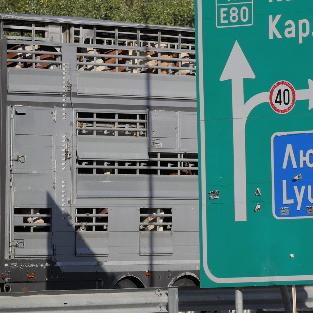 Schwangere Zuchtrinder waren vier Tage unterwegs.