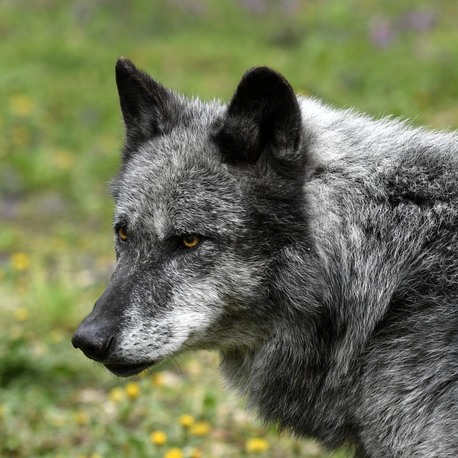Es gibt wieder mehr Wölfe in Österreich.