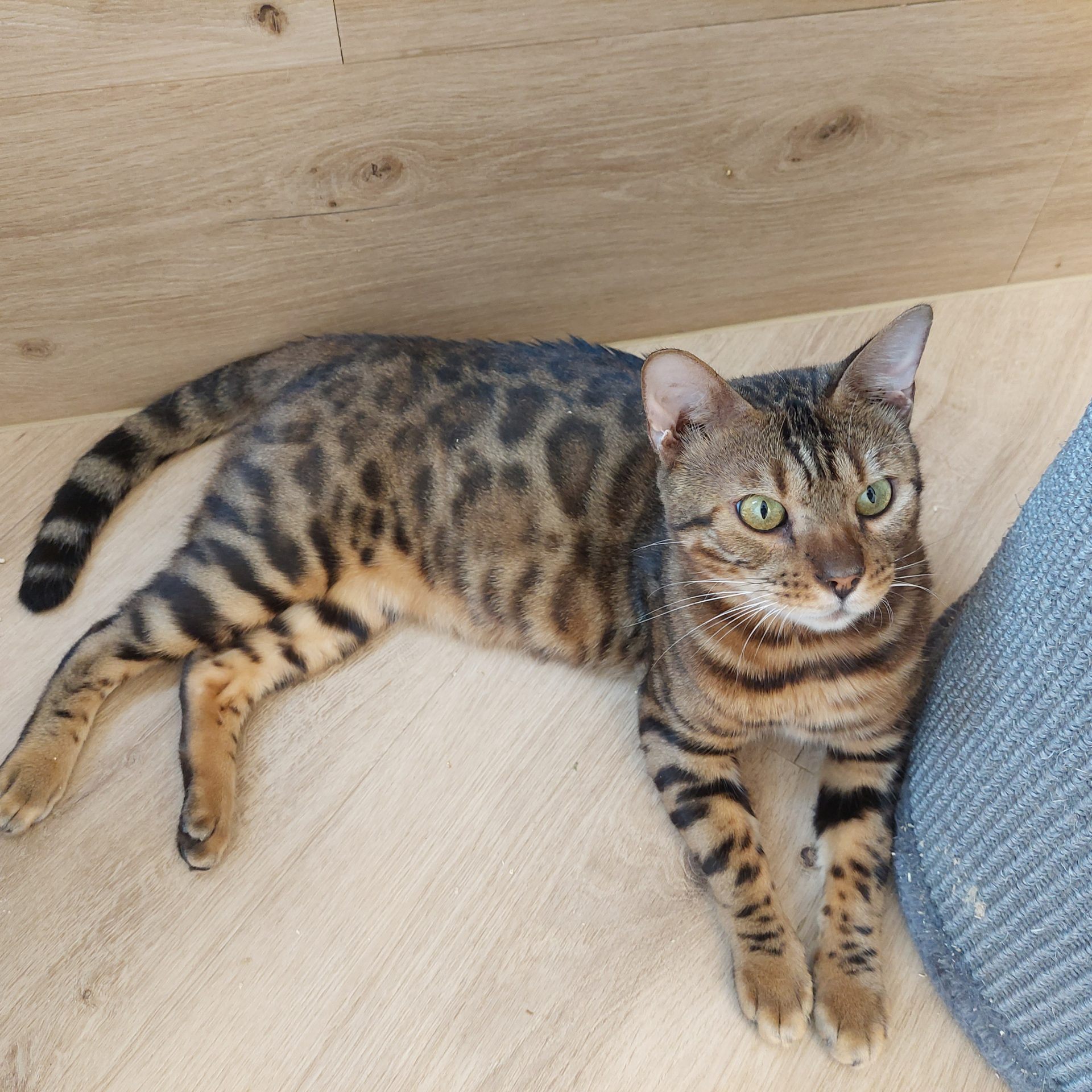 Eine junge Bengalkatze, eine Kreuzung zwischen Haus- und Wildtier.
