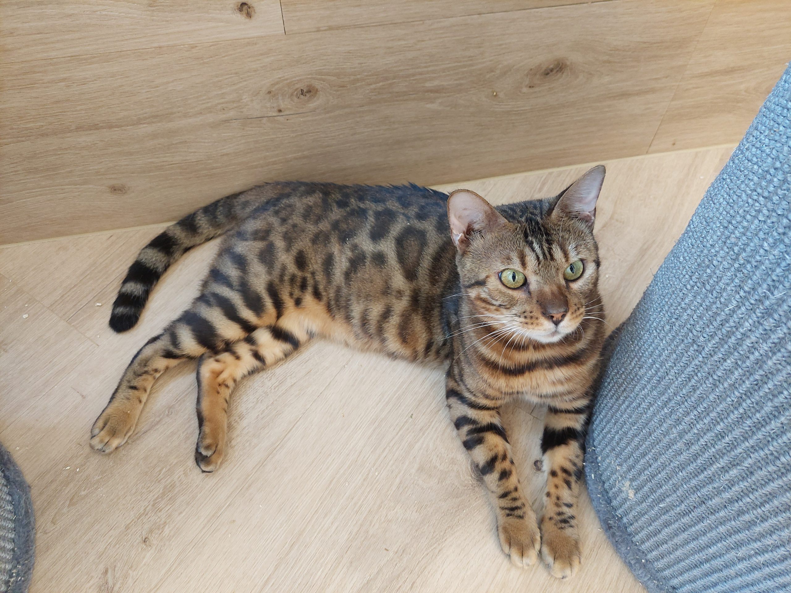 Eine junge Bengalkatze, eine Kreuzung zwischen Haus- und Wildtier. Eine junge Bengalkatze, eine Kreuzung zwischen Haus- und Wildtier.