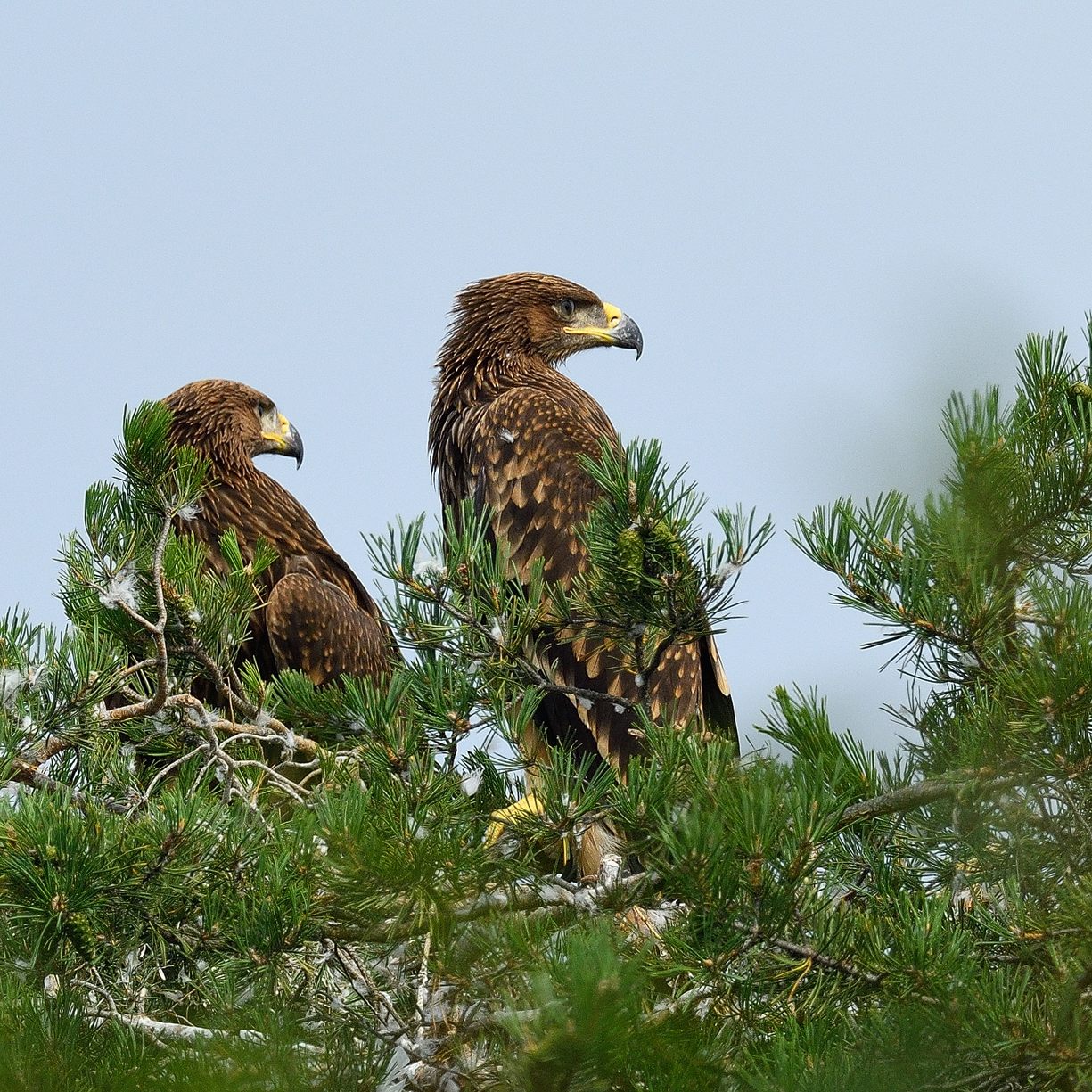 Auch die Reviere des Vogels dehnten sich aus.