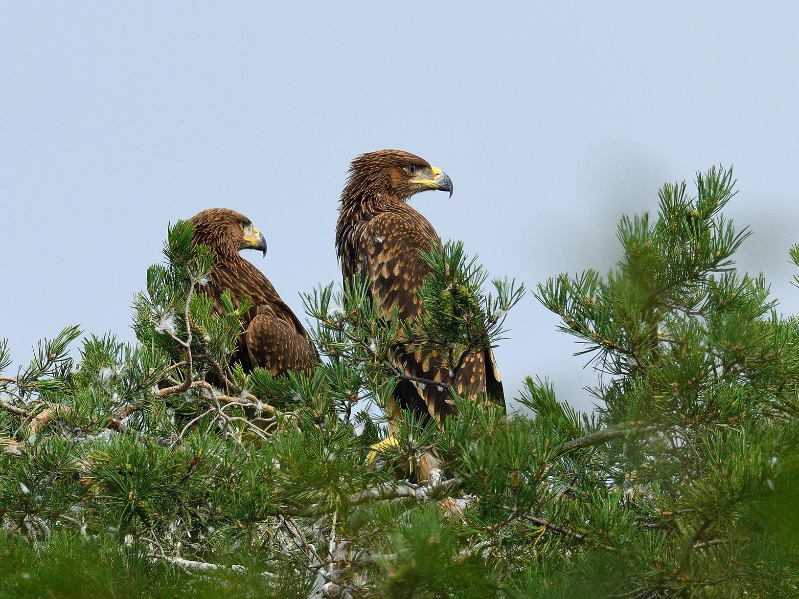 Auch die Reviere des Vogels dehnten sich aus. Auch die Reviere des Vogels dehnten sich aus.
