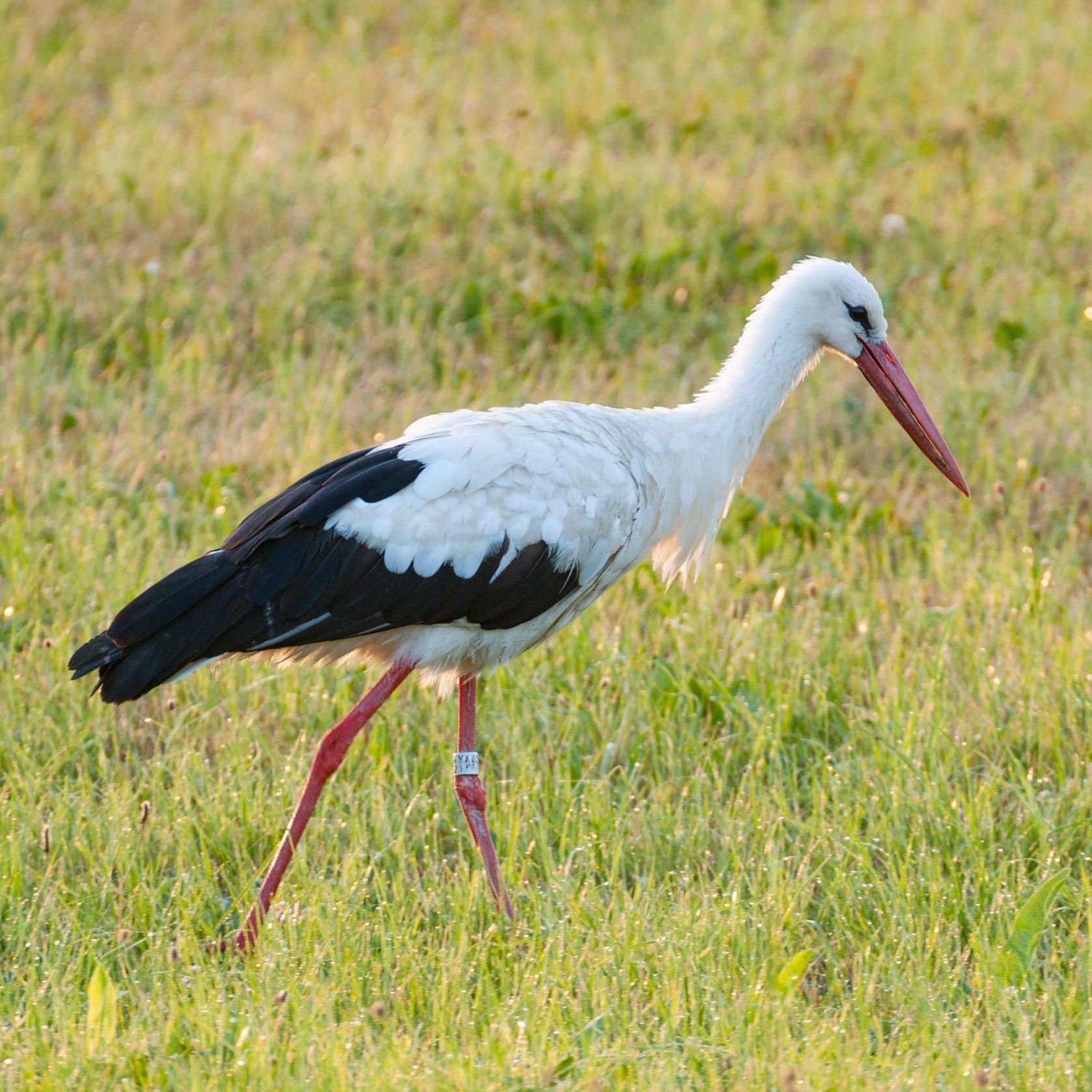 Erfolgreiches Brutjahr für Österreichs Weißstörche.