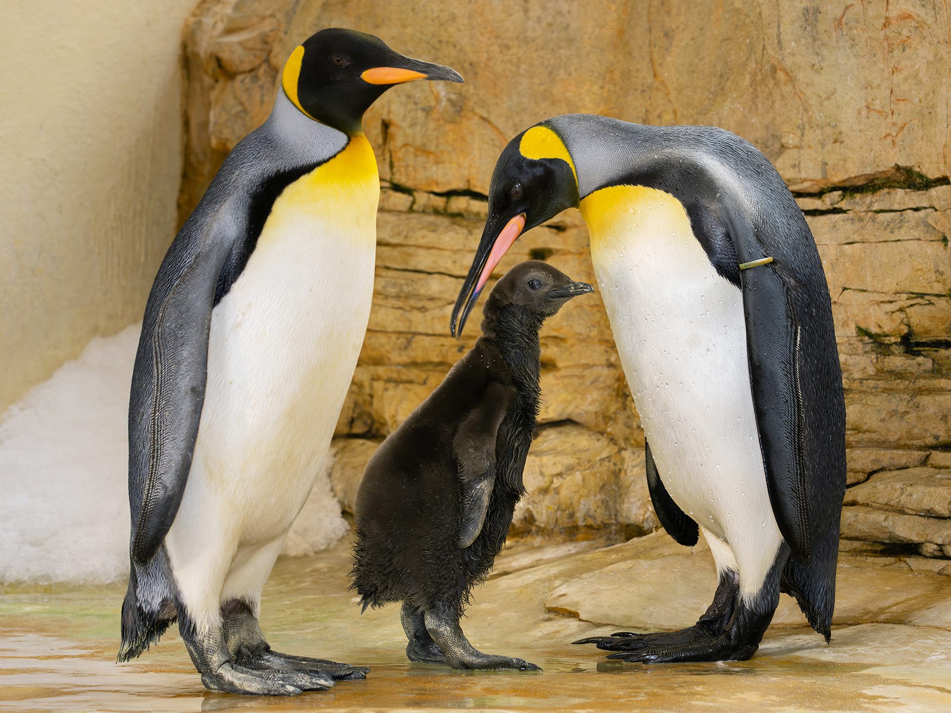 Das Königspinguin-Küken im Tiergarten Schönbrunn muss noch auf sein wasserabweisendes Gefieder warten.
