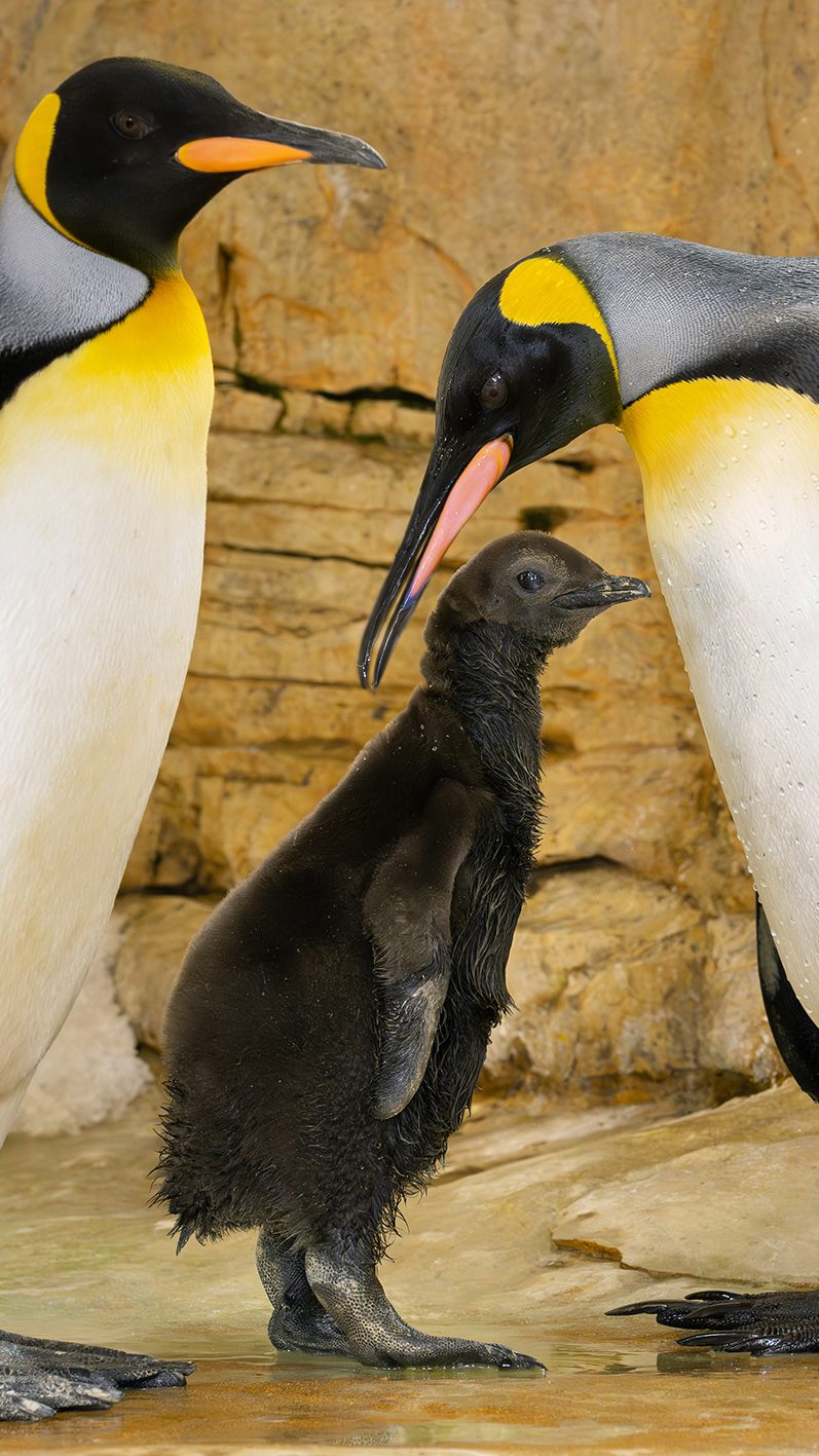 Das Königspinguin-Küken im Tiergarten Schönbrunn muss noch auf sein wasserabweisendes Gefieder warten.