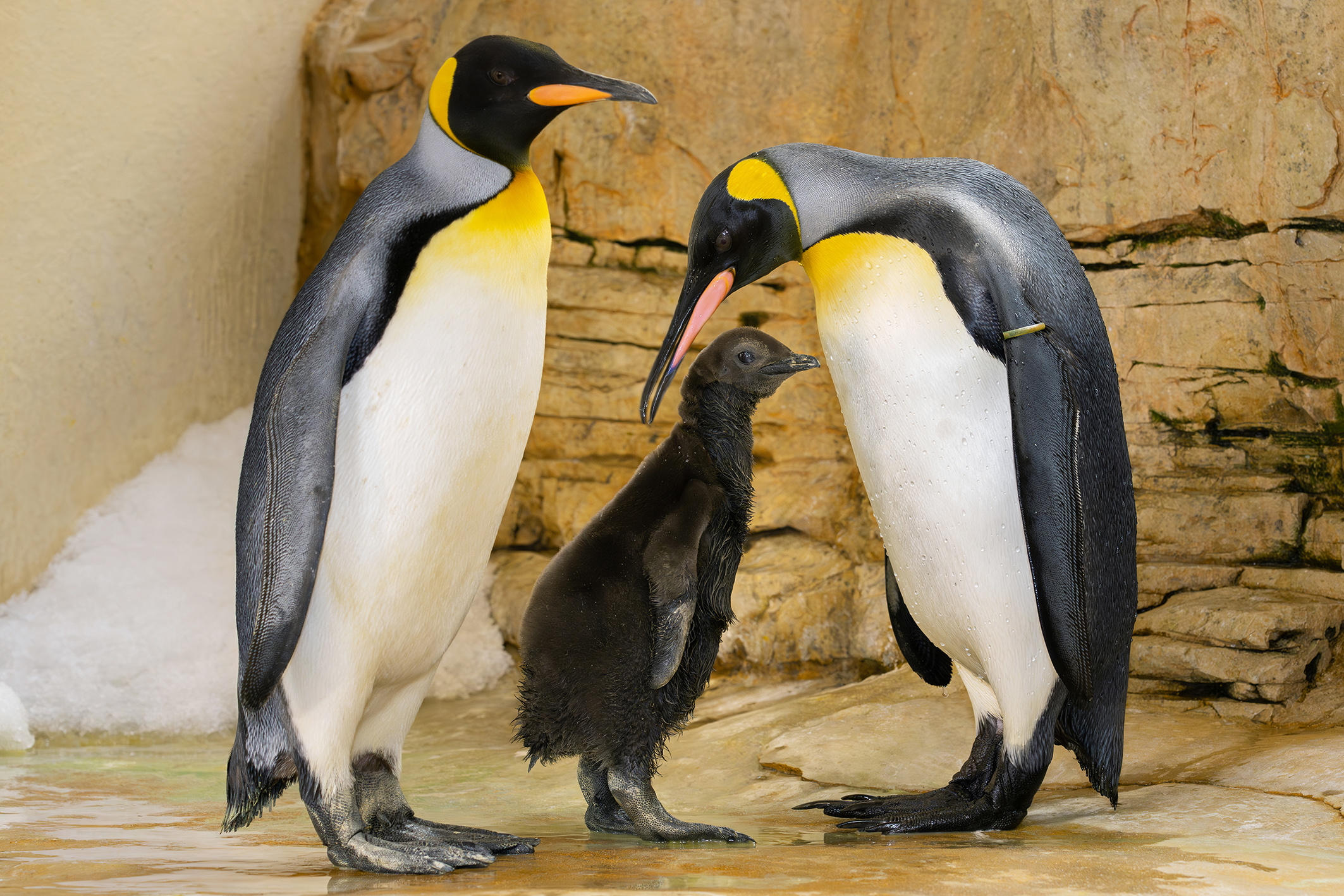 ©APA/TIERGARTEN SCHÖNBRUNN/DANIEL ZUPANC