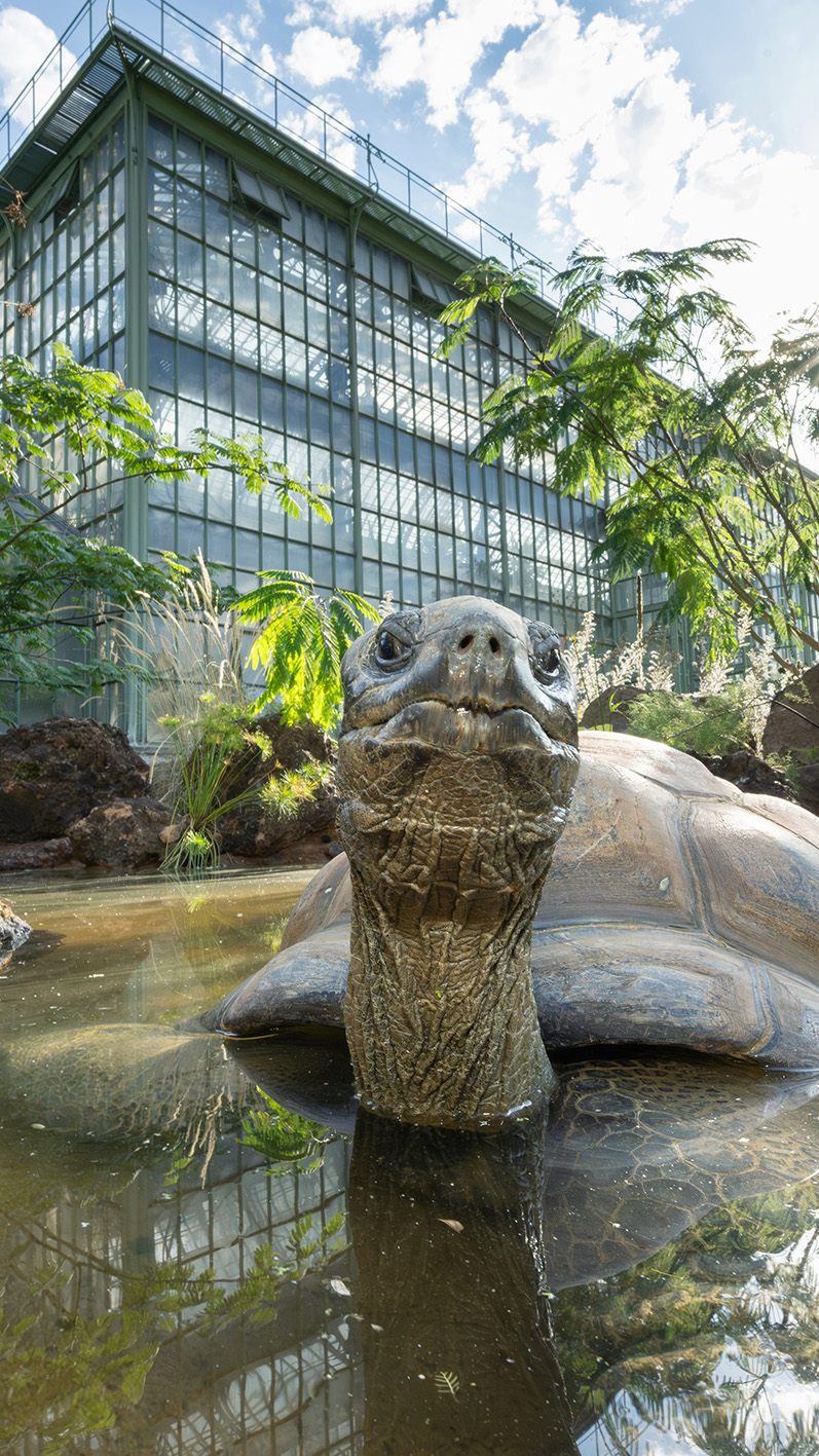 Die Riesenschildkröten sind ins Wüstenhaus übersiedelt.