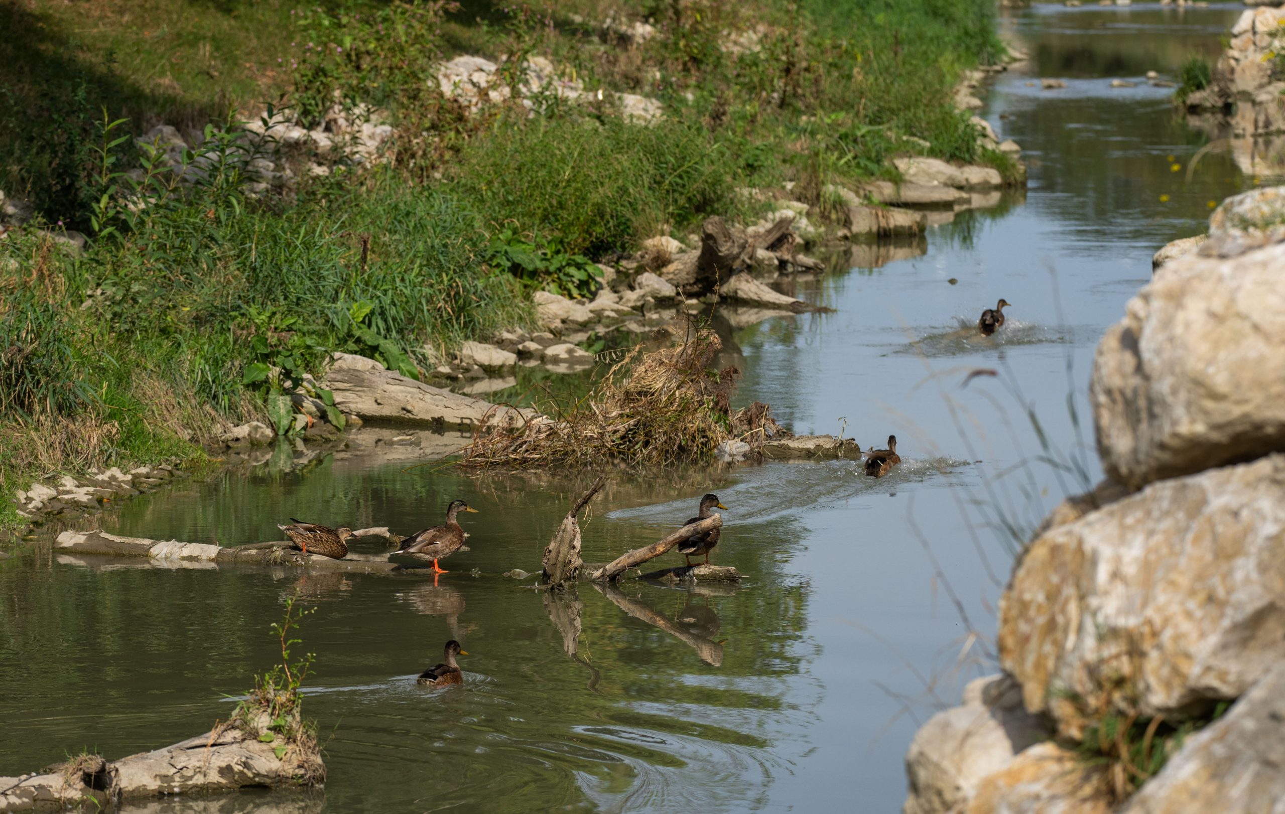 ©APA/GEORG HOCHMUTH