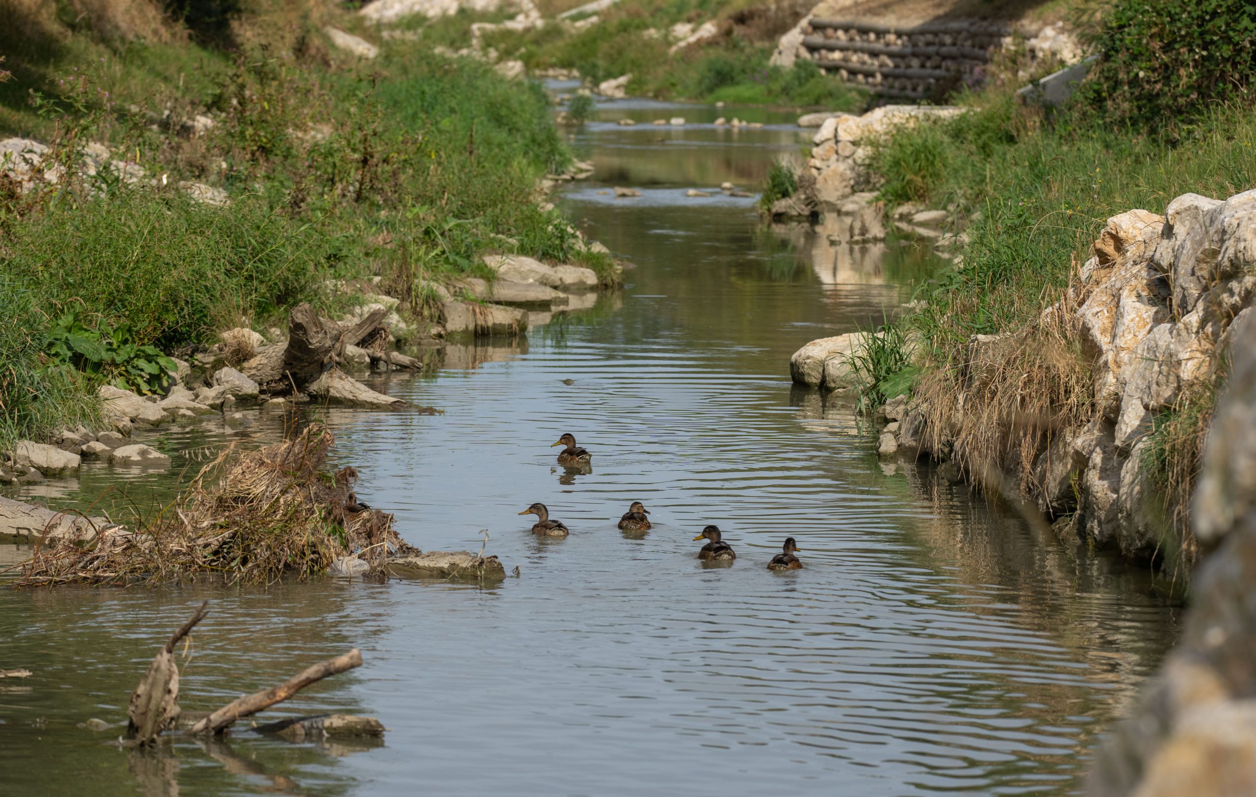 ©APA/GEORG HOCHMUTH