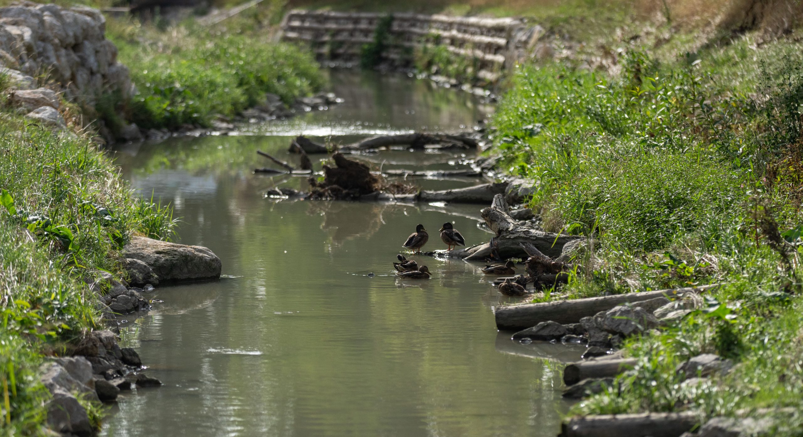 ©APA/GEORG HOCHMUTH