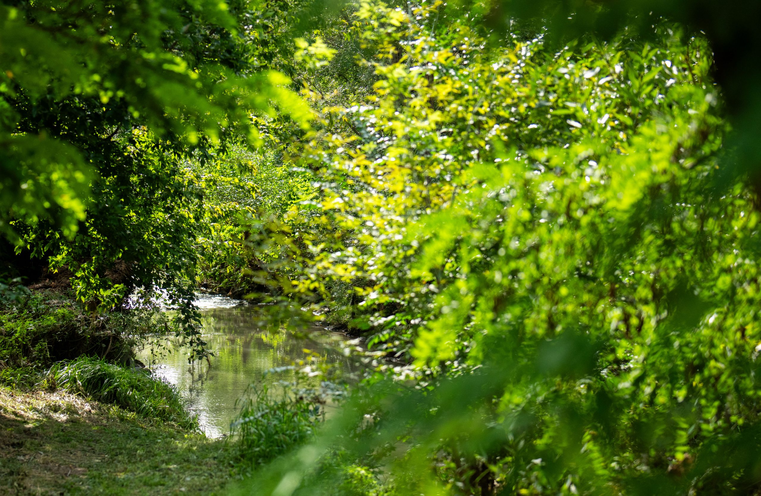 ©APA/GEORG HOCHMUTH