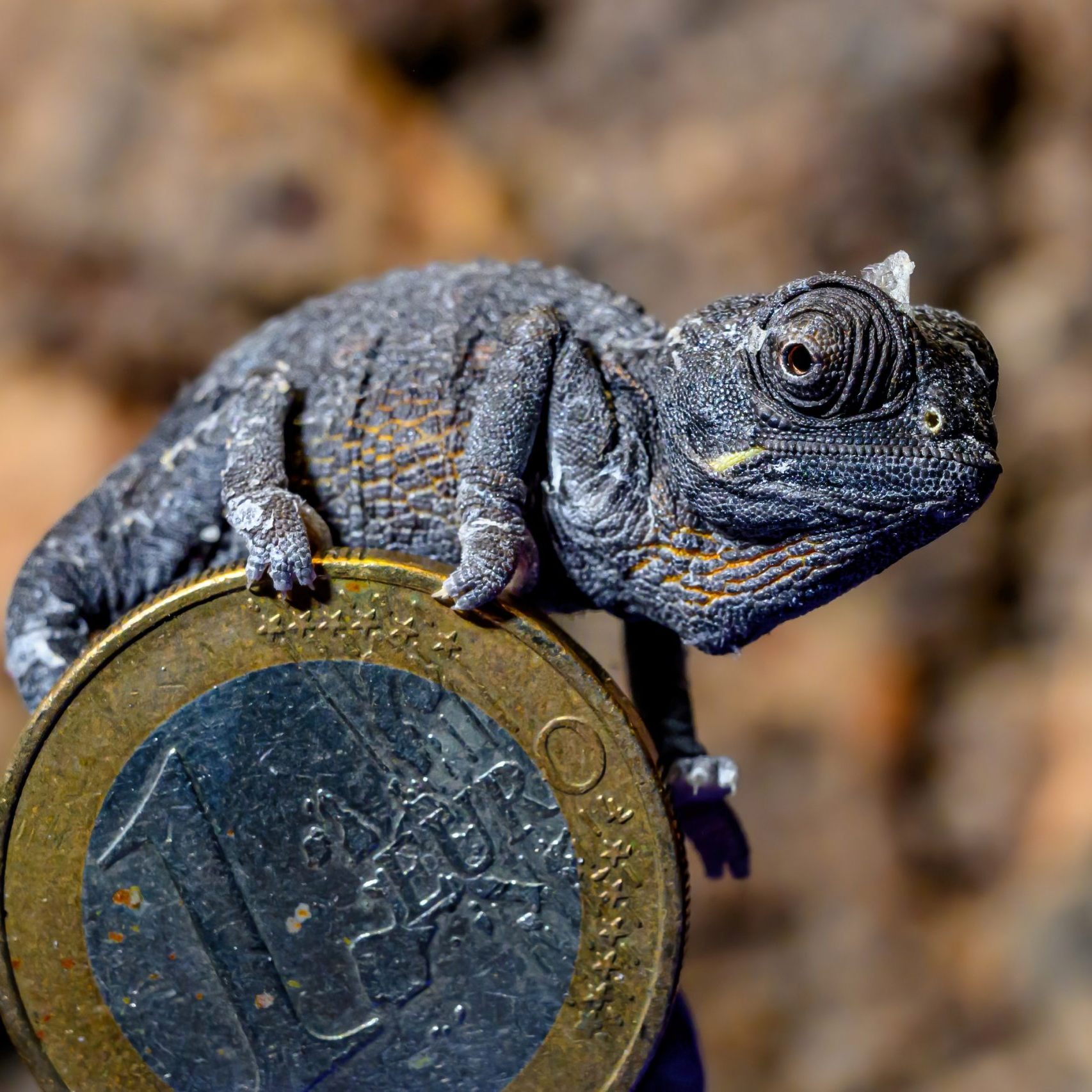 Ein Wüstenchamäleon im Haus des Meeres in Wien.