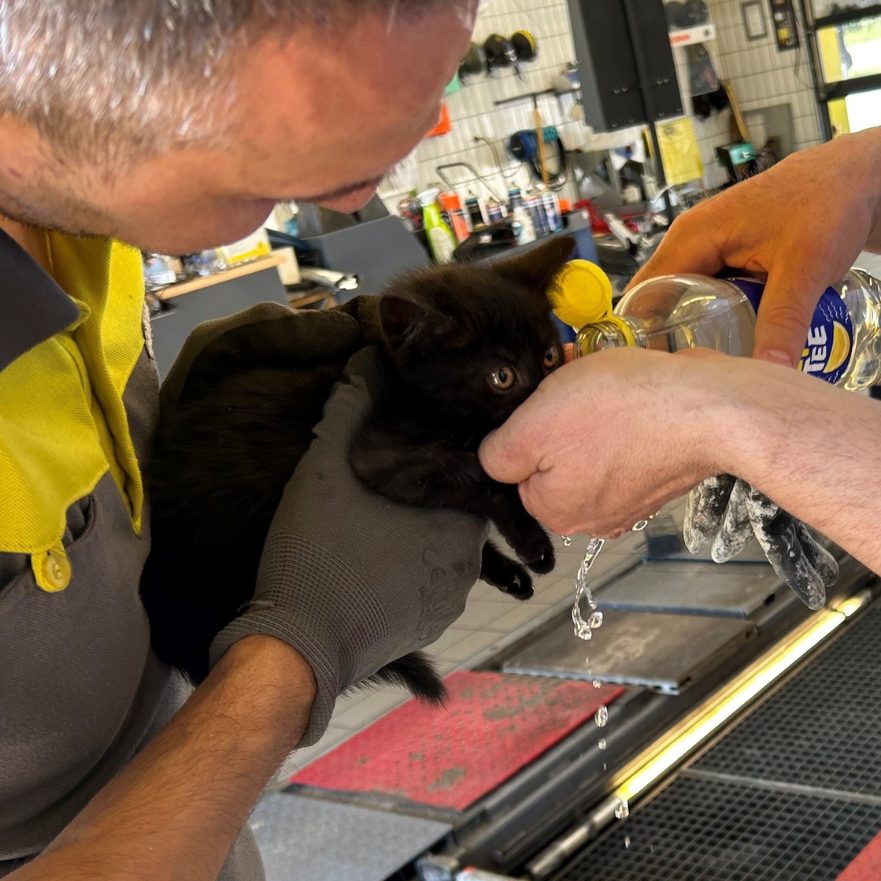 "Lucky" war als blinder Passagier unterwegs.