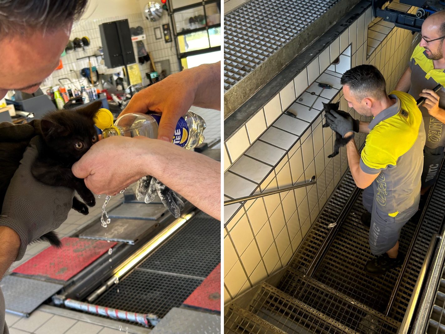 "Lucky" war als blinder Passagier unterwegs.