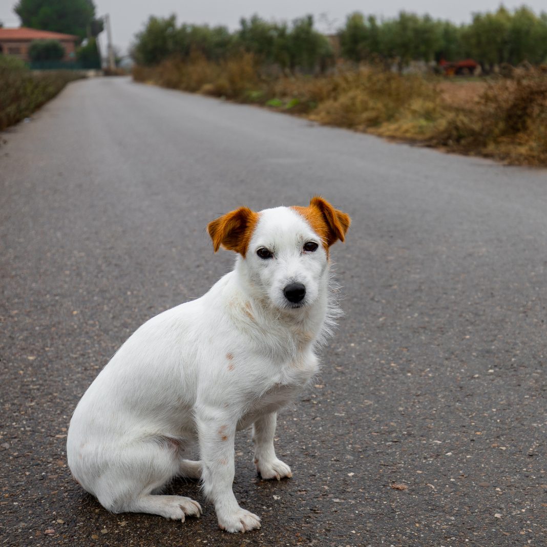 Die Anzahl ausgesetzter Haustiere ist wieder auf einem Höchststand.