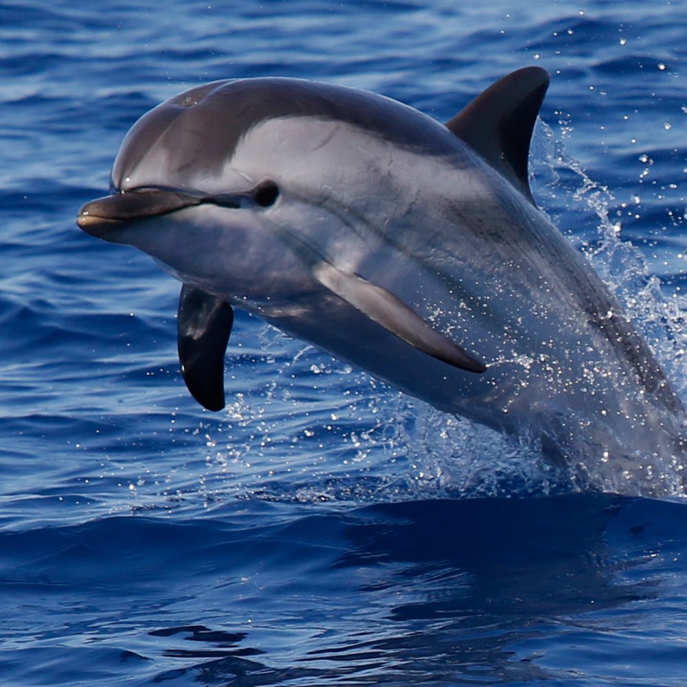 Ein Delfin hatte sich in die Themse verirrt.