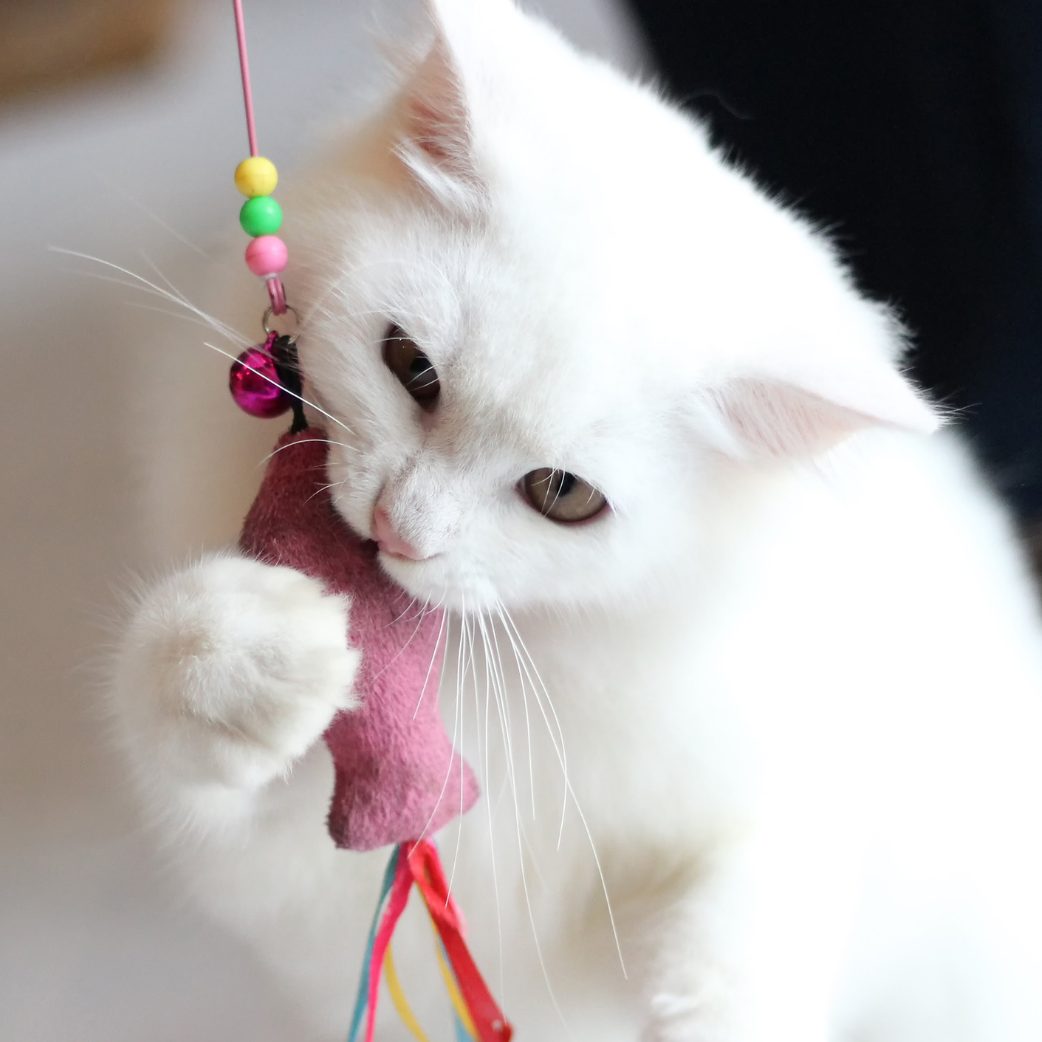 Tipps gegen Stress bei Katzen.