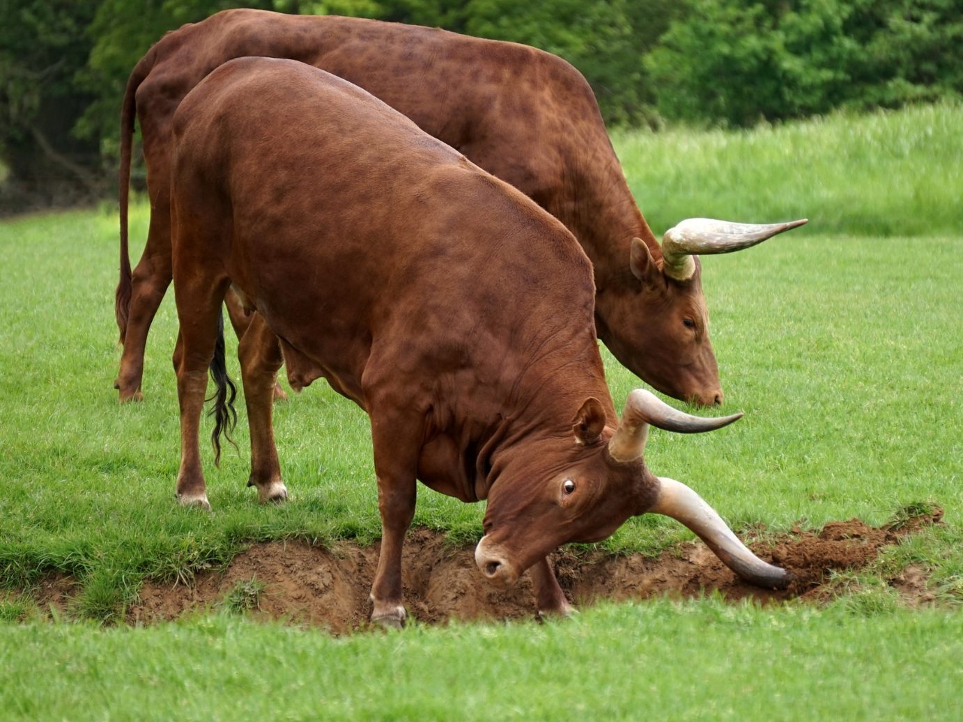 Jedes der drei Tiere wiegt rund 750 Kilogramm.
