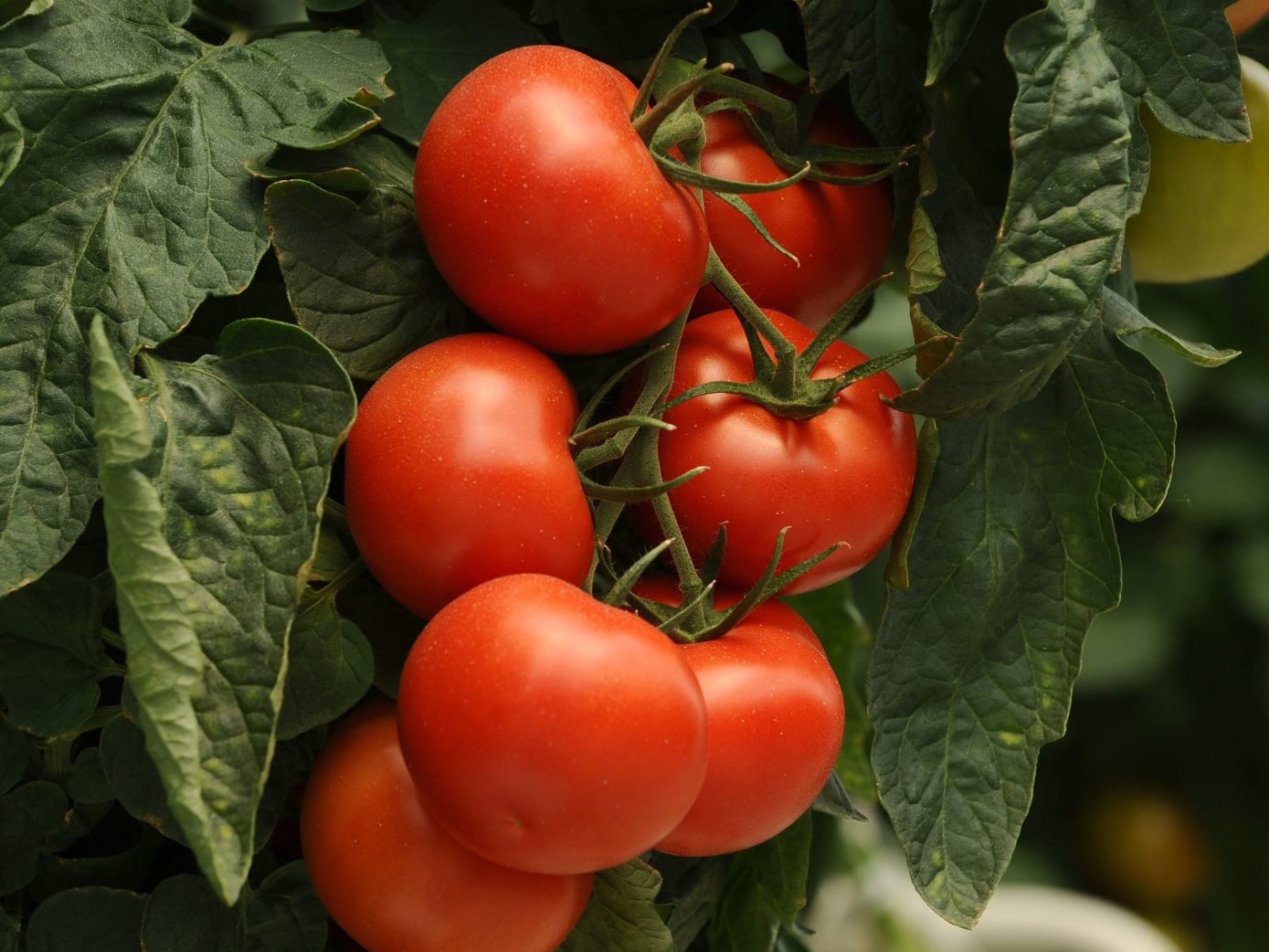 Die Tomate ist das Lieblingsgemüse der Österreicher.