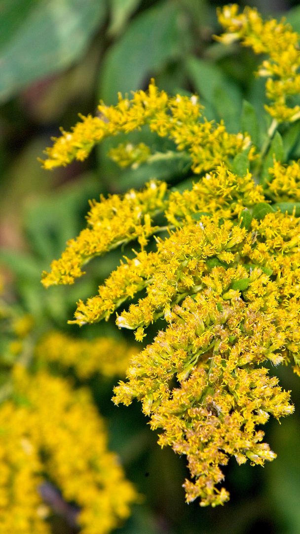 Der Polleninformationsdienst rechnet aufgrund des Klimawandels mit zusätzlichen Allergierisiken und verlängertem Pollenflug.