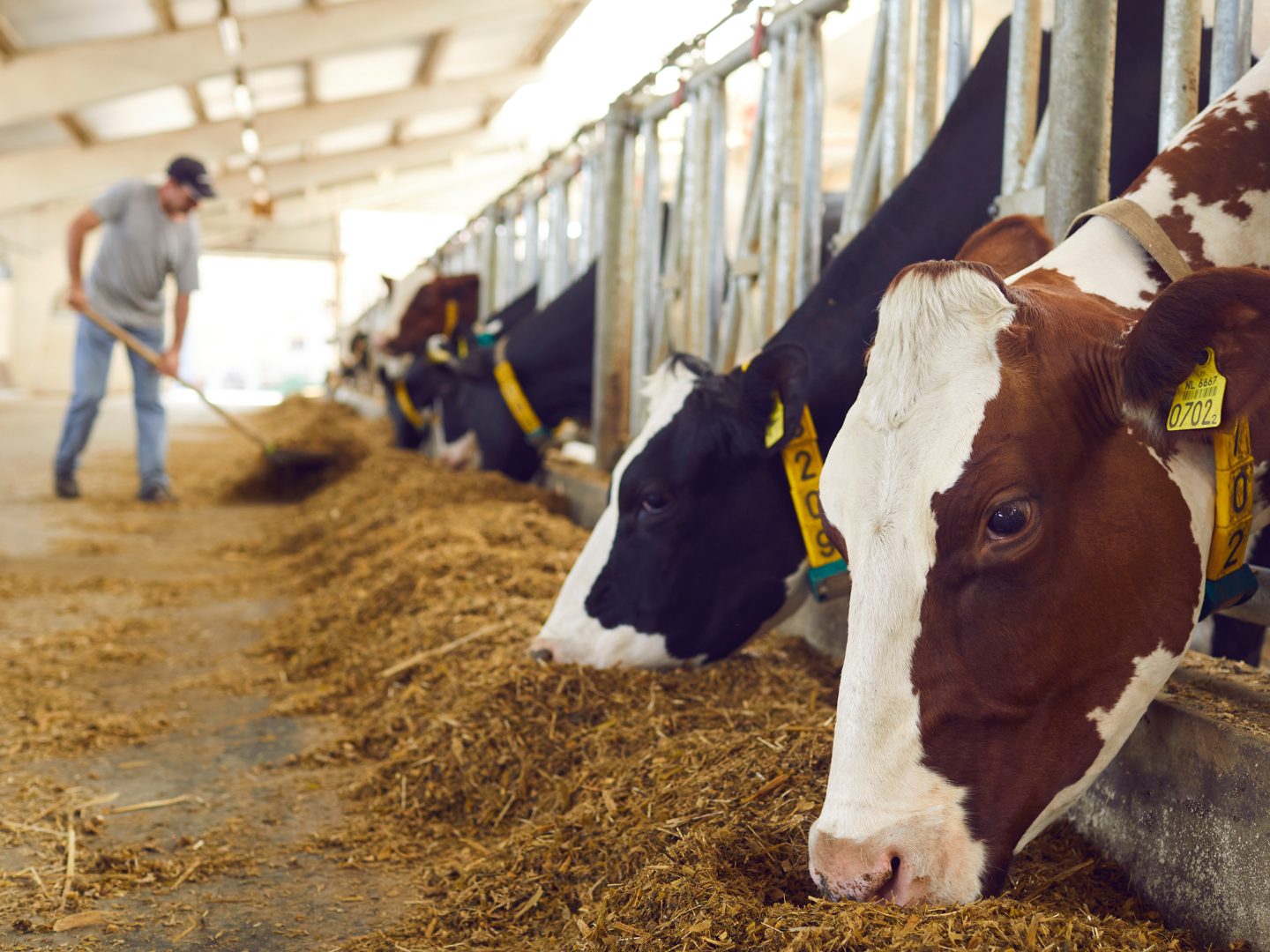 Das AMA-Gütesiegel für mehr Tierwohl sorgt für Ärger.