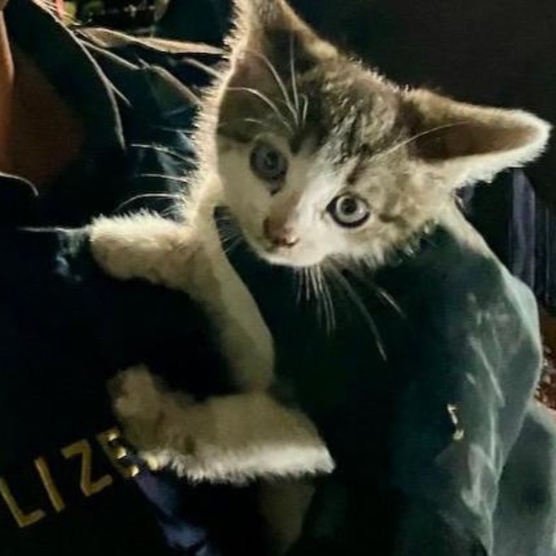 Tierischer Einsatz in Baden.