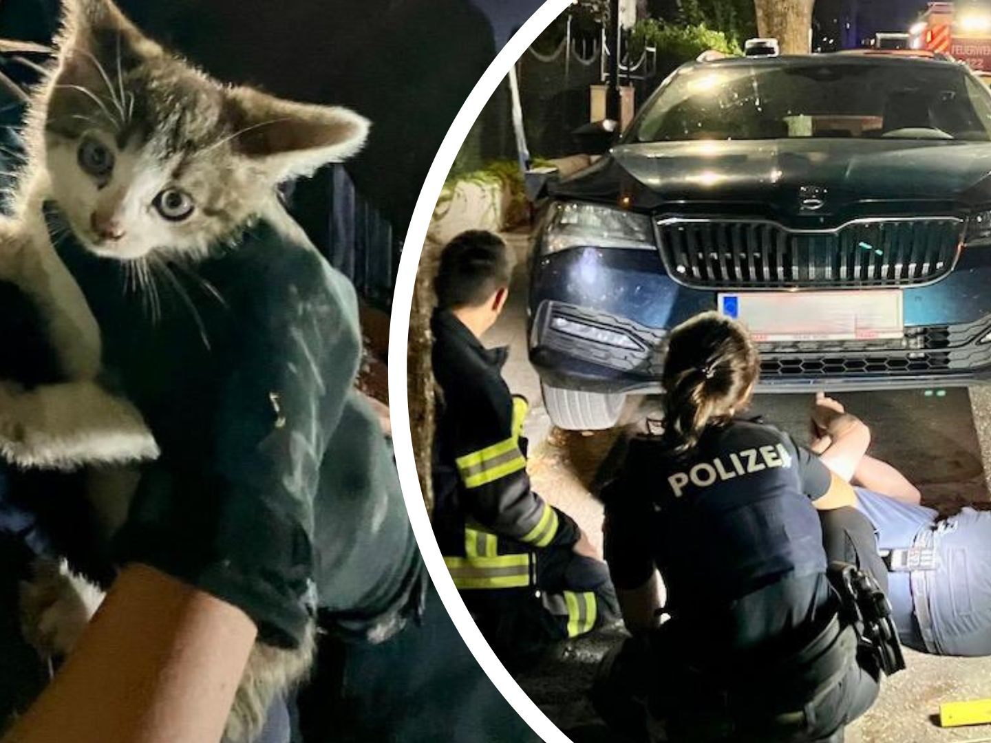 Tierischer Einsatz in Baden. Tierischer Einsatz in Baden.