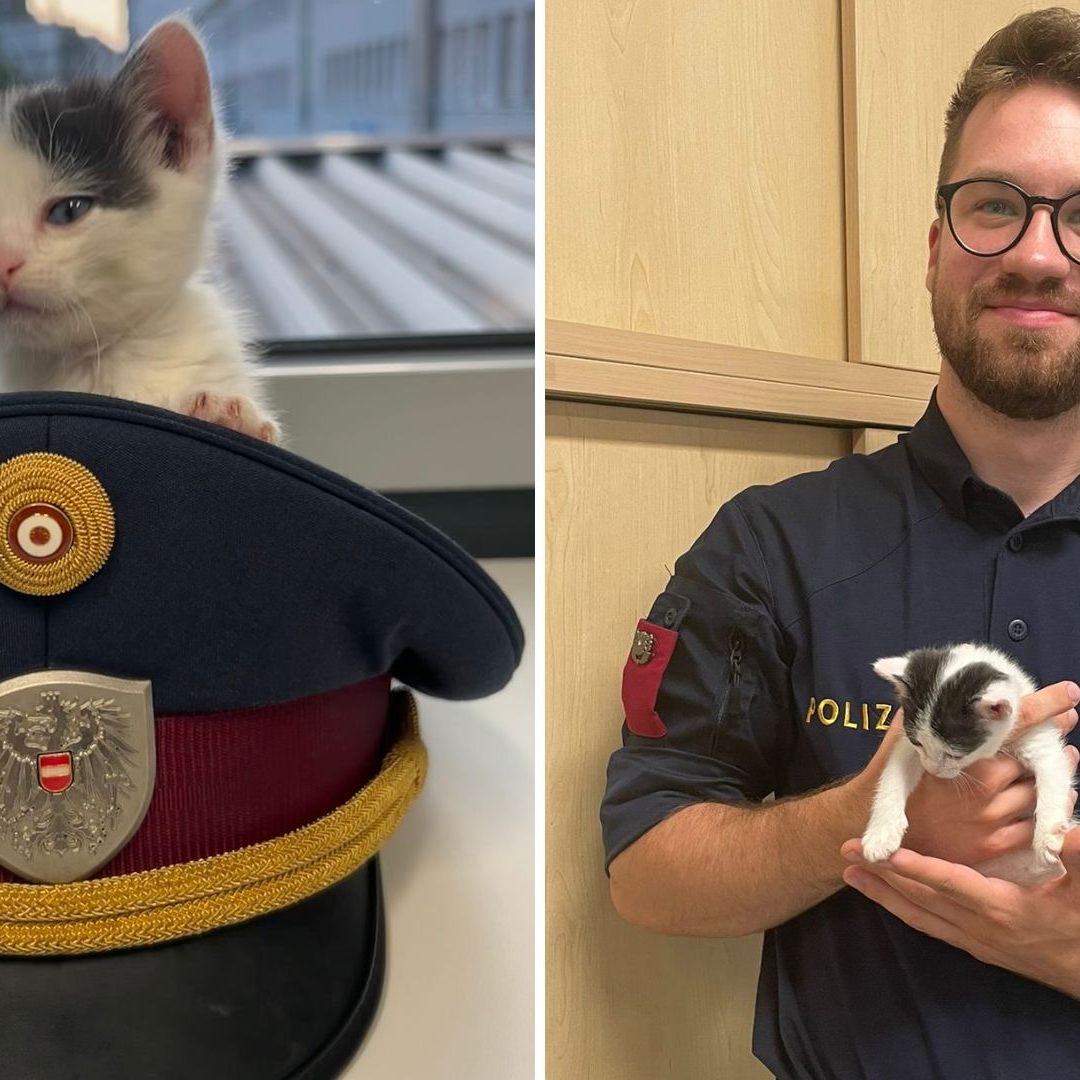 Das kleine Kätzchen wurde in die Polizeiinspektion Westbahnhof gebracht.