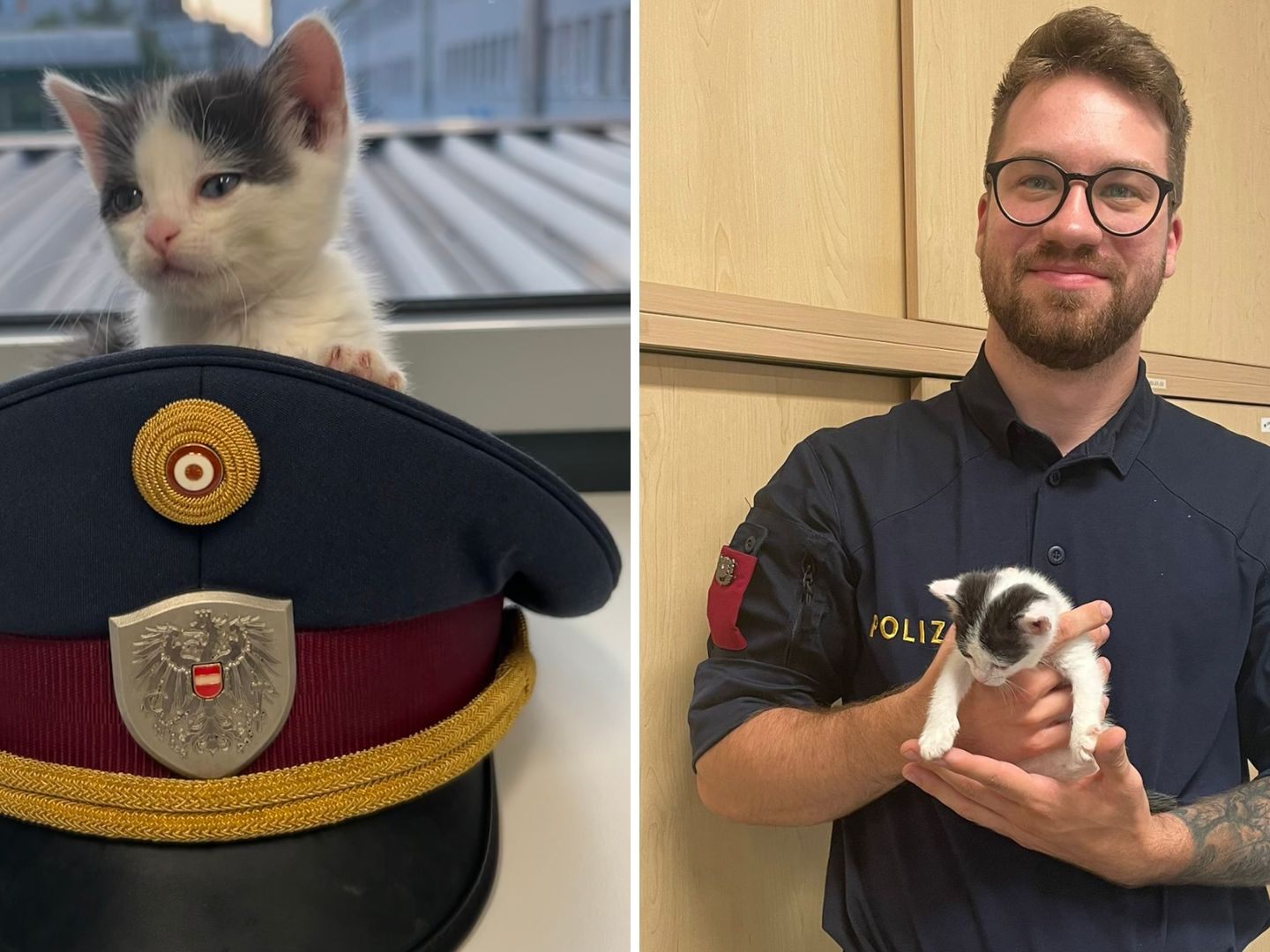 Das kleine Kätzchen wurde in die Polizeiinspektion Westbahnhof gebracht. Das kleine Kätzchen wurde in die Polizeiinspektion Westbahnhof gebracht.