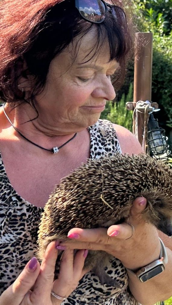 Mähroboter können Igeln gefährlich werden.