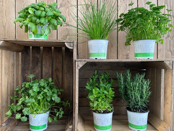 Große Auswahl an verschiedenen Kräutern der Gärtnerei Angeloff